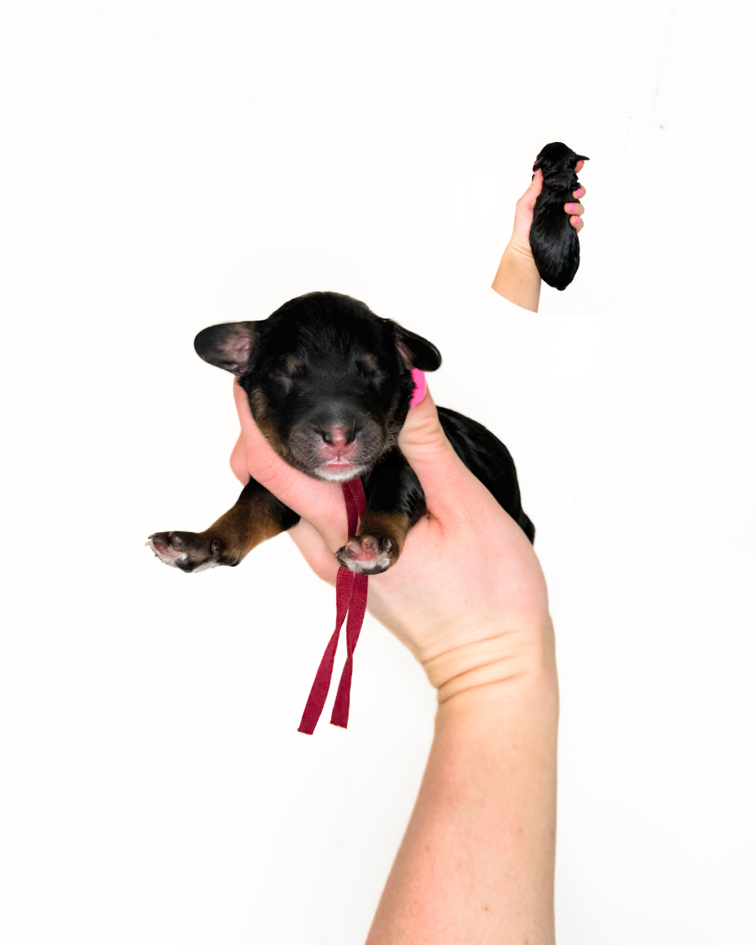 standard bernedoodle breeders midwest