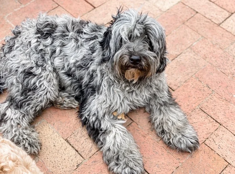 Australian Labradoodle Studs DOODLES OF OZ