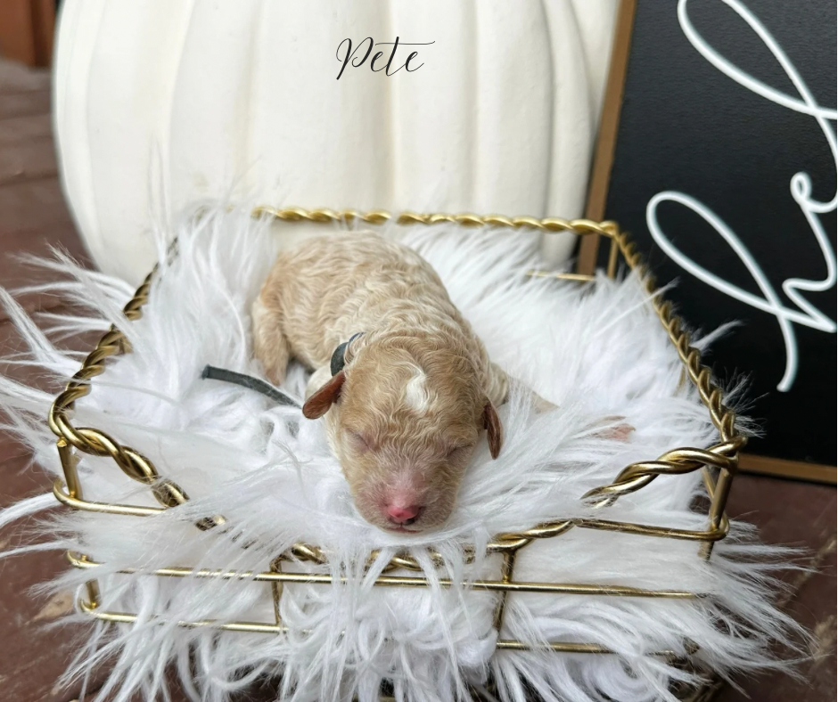 where to find cavapoo puppies for adoption