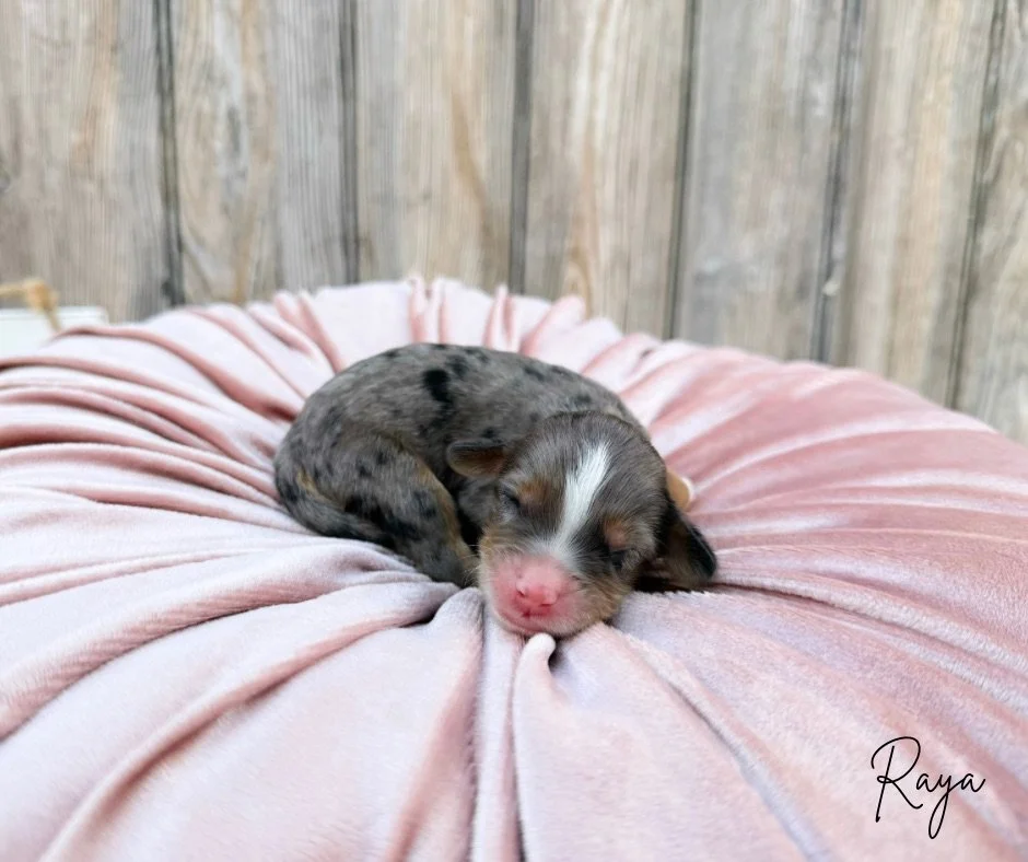 mini doodles for sale in kansas