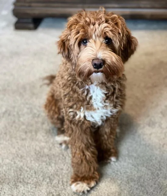 Cavapoo Vs Labradoodle Australian Cavoodle vs Cavapoo? — DOODLES OF OZ