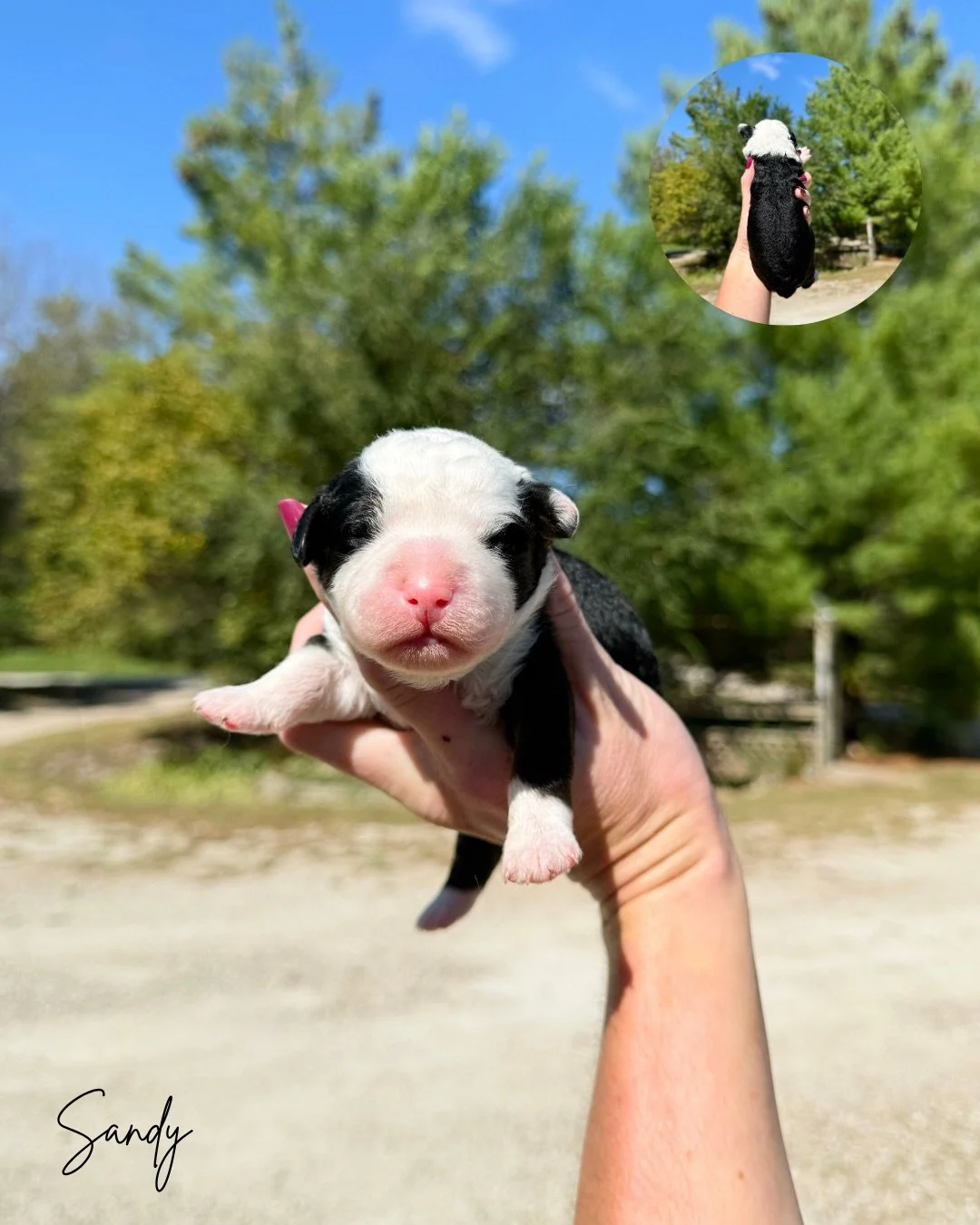 Mini bernedoodles for sale in kansas