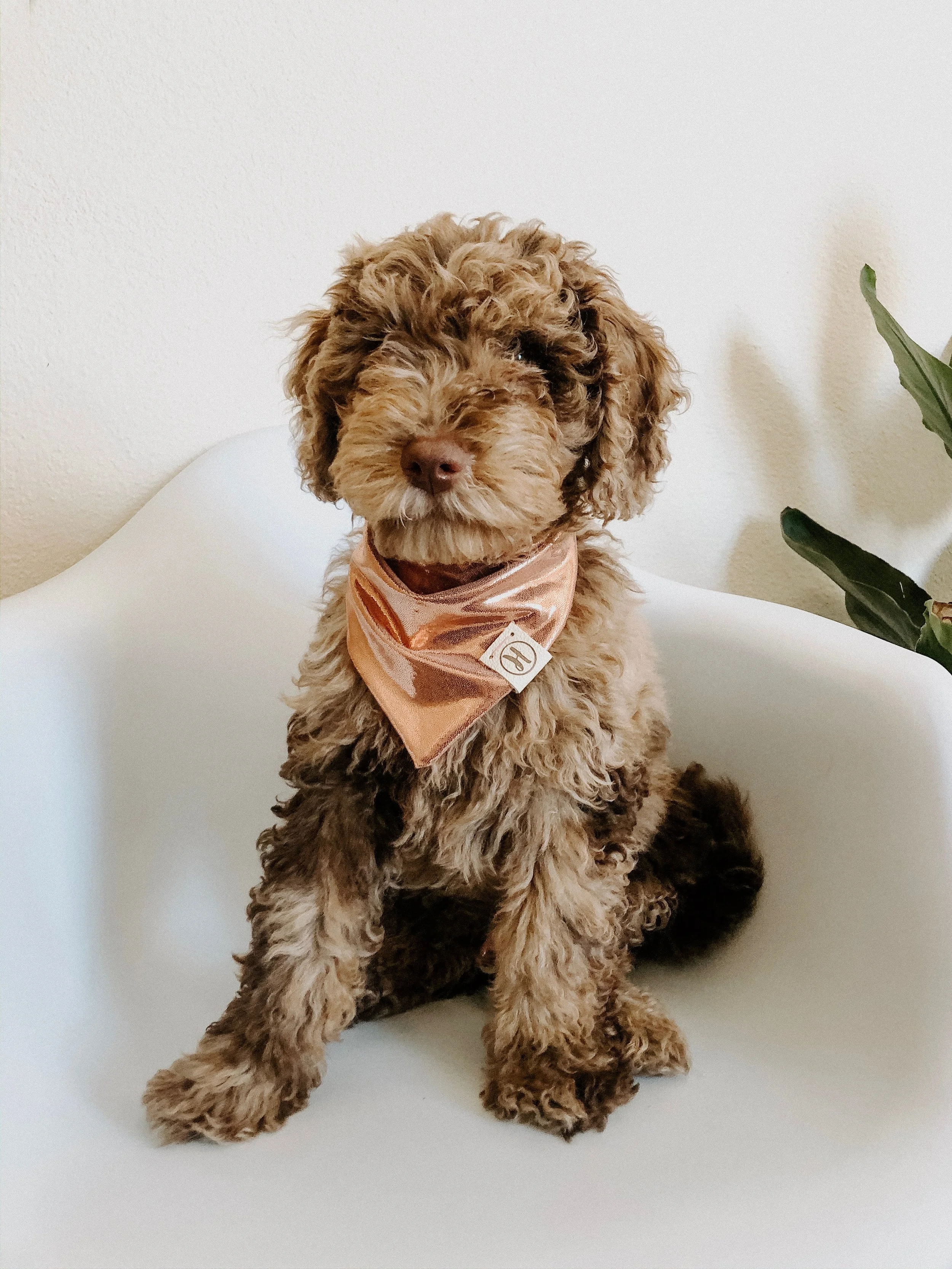 chocolate merle australian labradoodle puppy