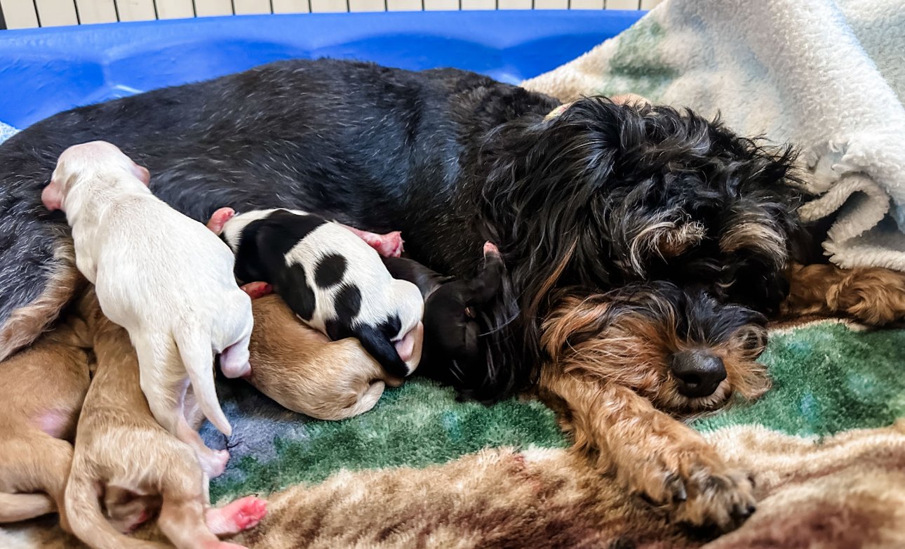 australian cavoodle puppies