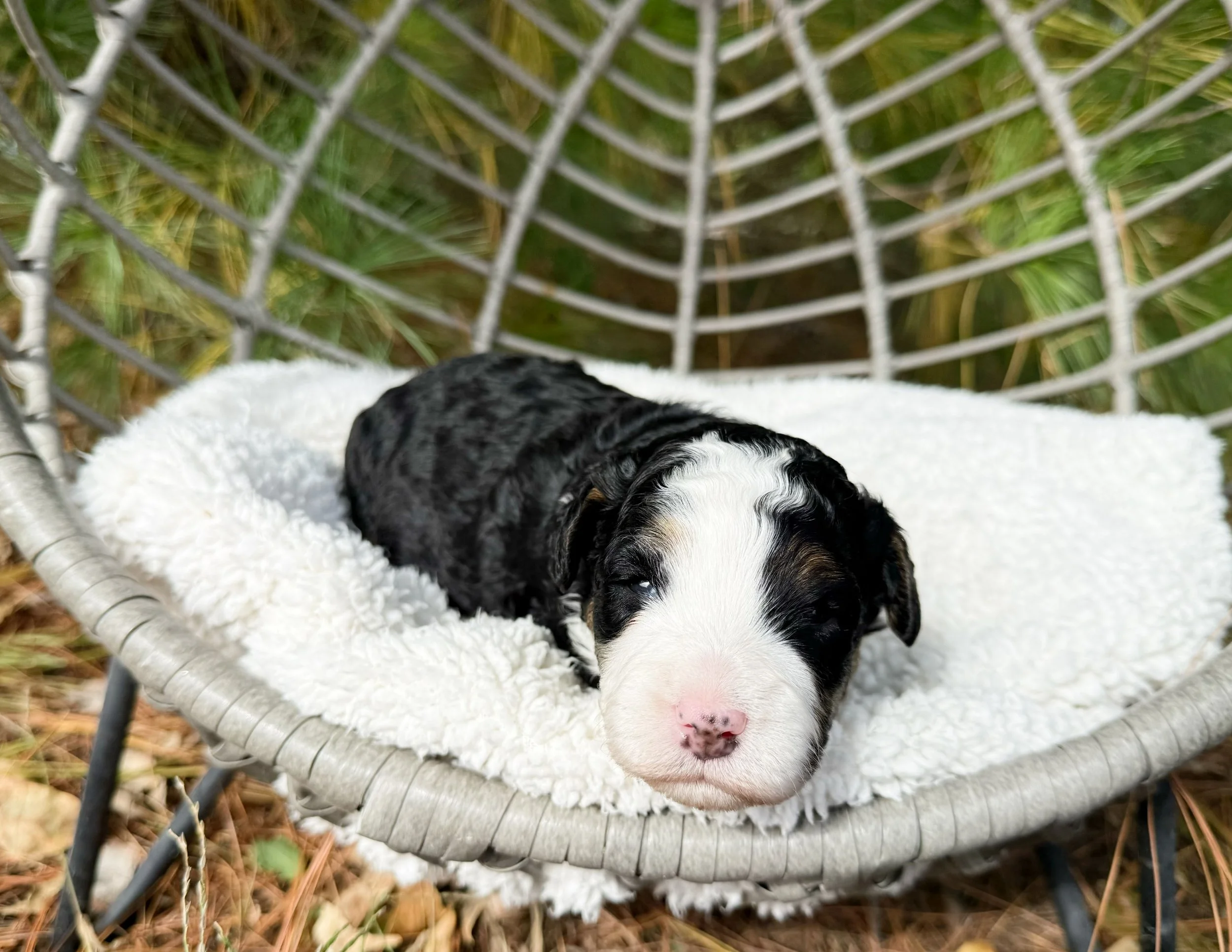 bernedoodle breeders in the midwest