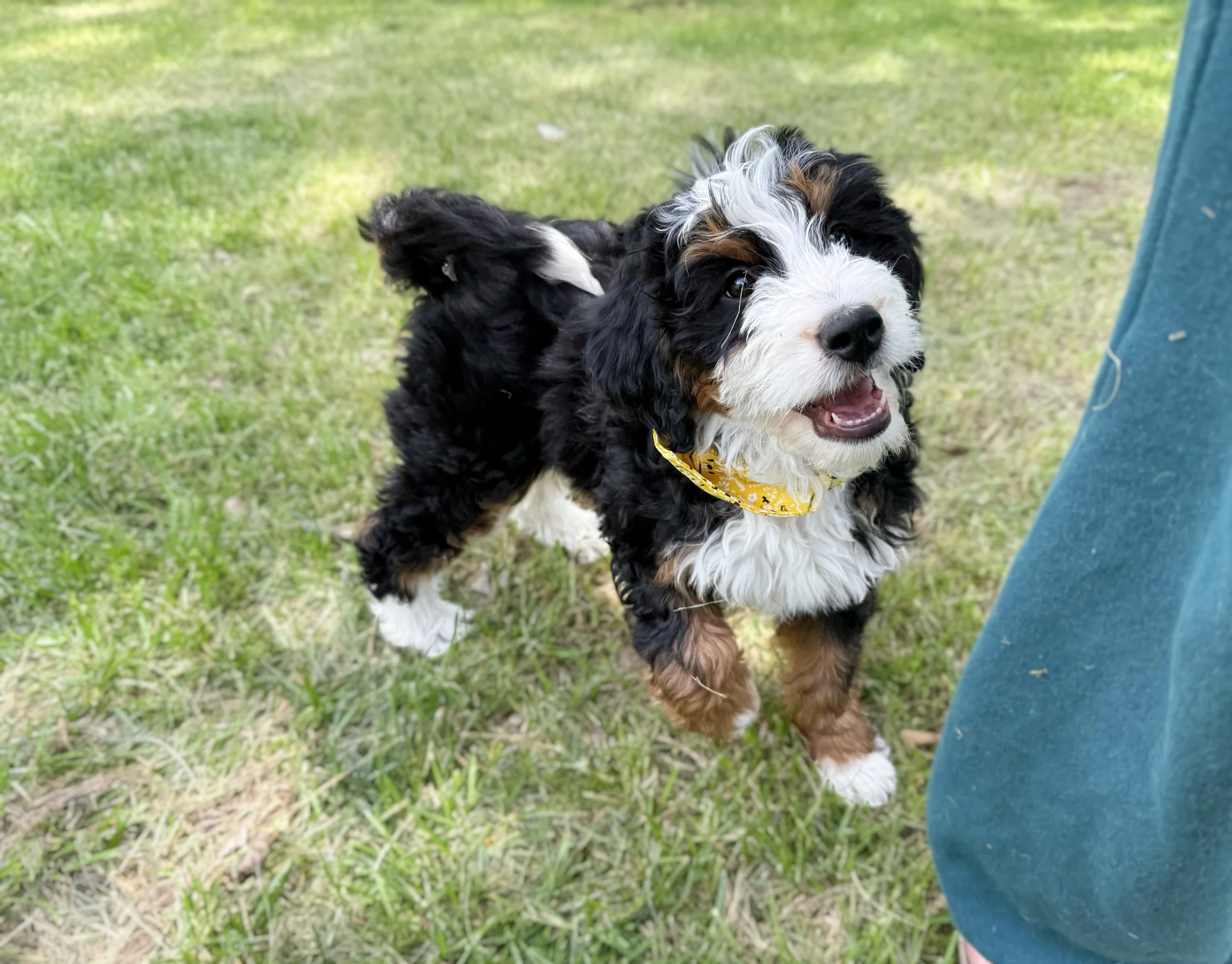 f1 bernedoodle breeders