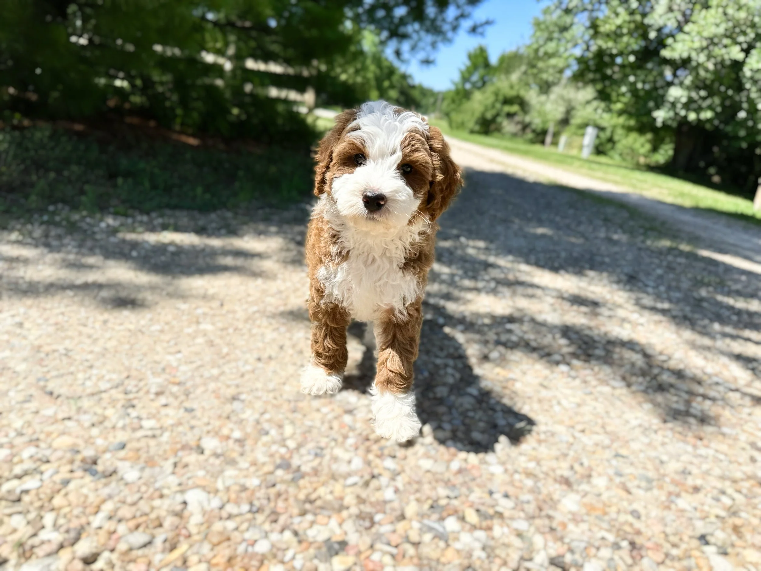 reputable australian bernedoodle breeder near me