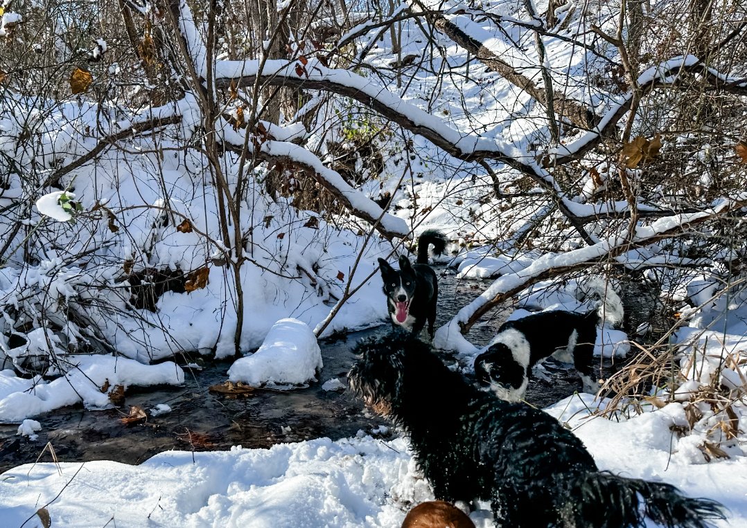 dogs who love to play in the snow