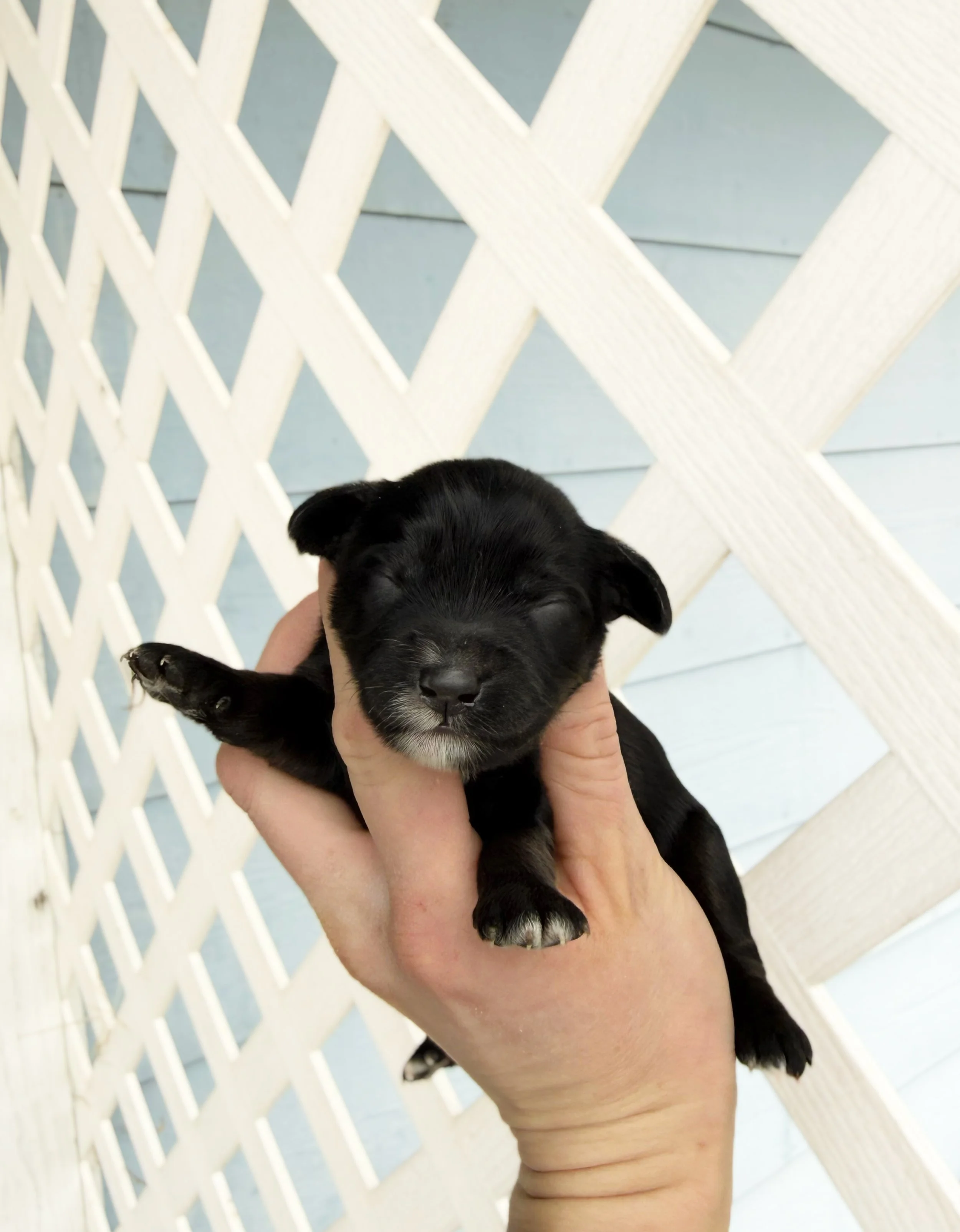 mini bernedoodle breeders