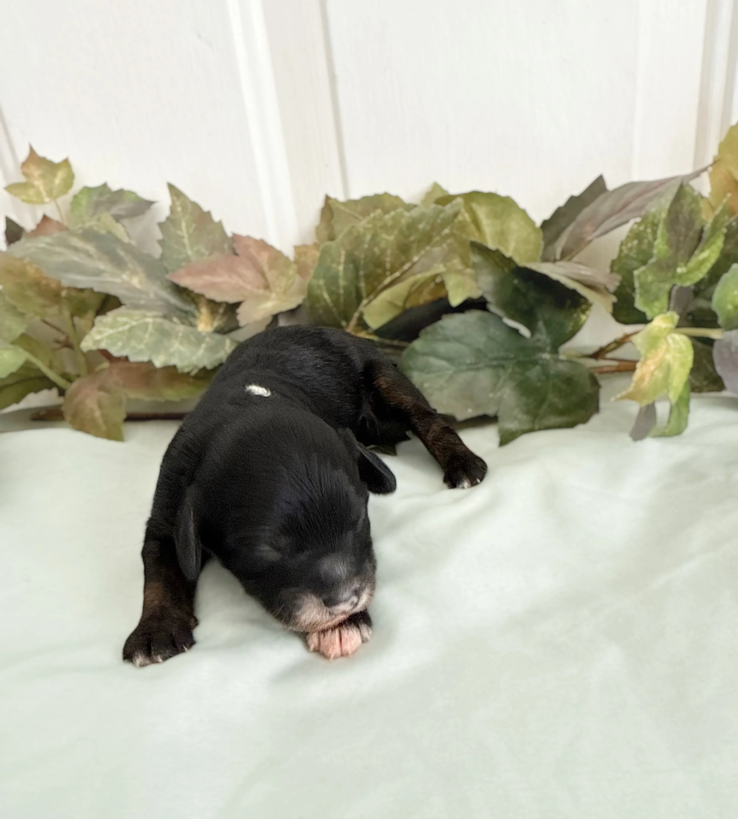 where to find cavapoo puppies for sale