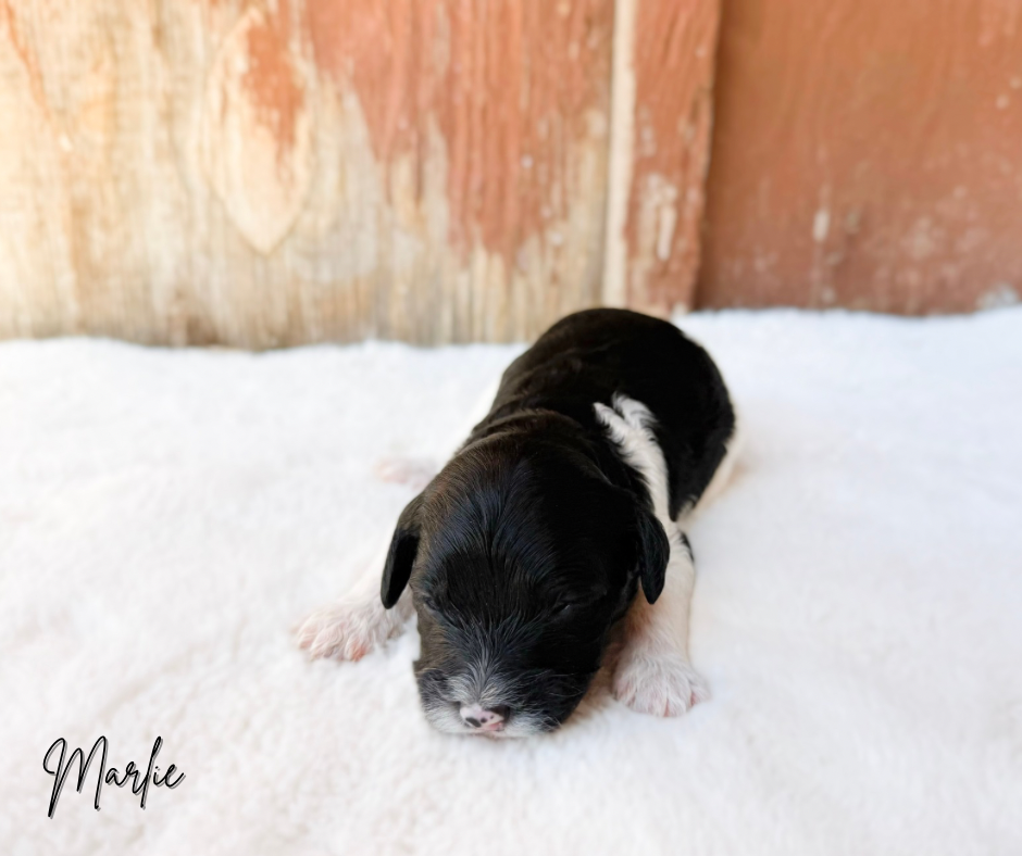 TOY COCKAPOO PUPPY FOR SALE NEAR ME