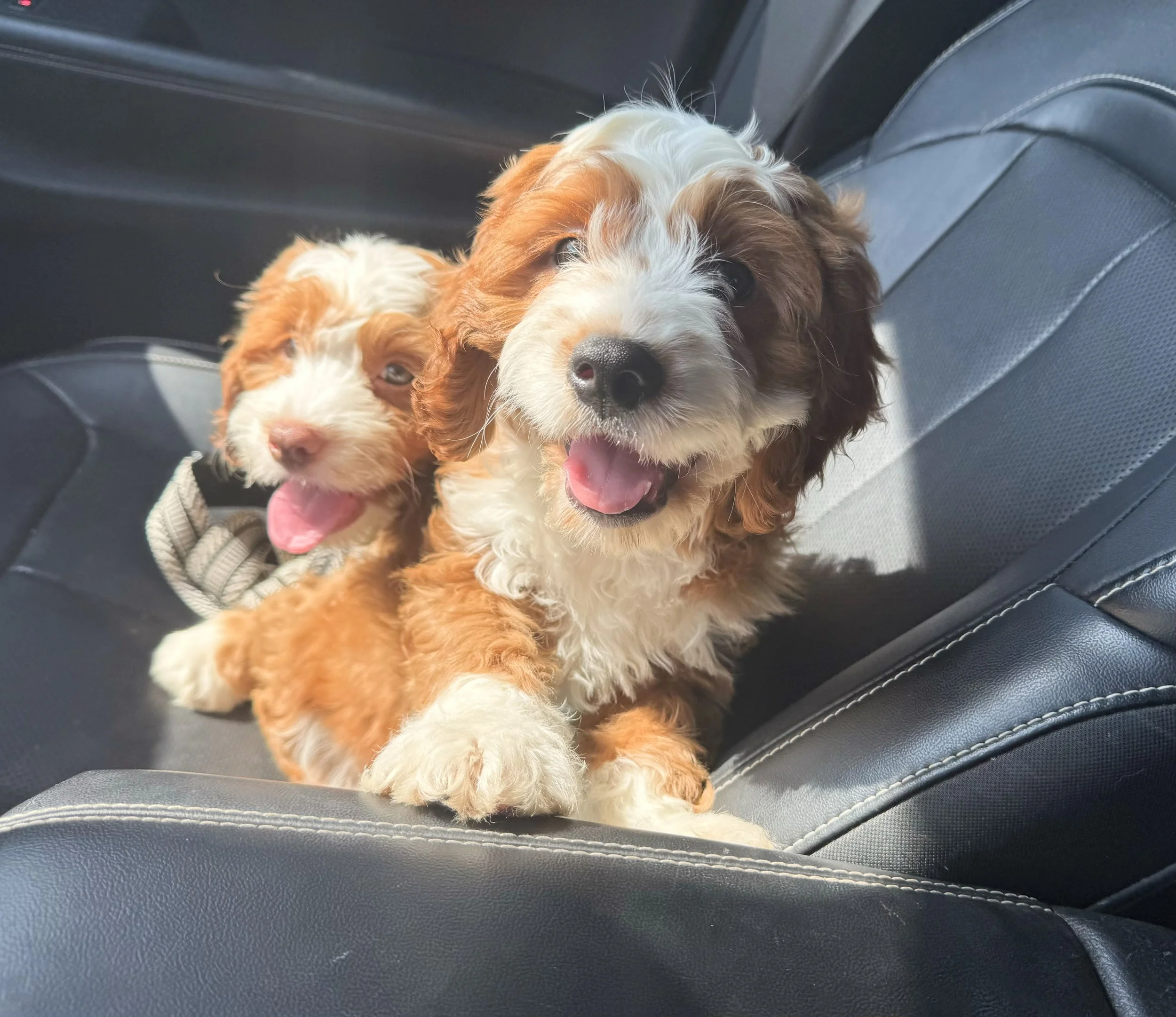 cavapoo puppies for sale