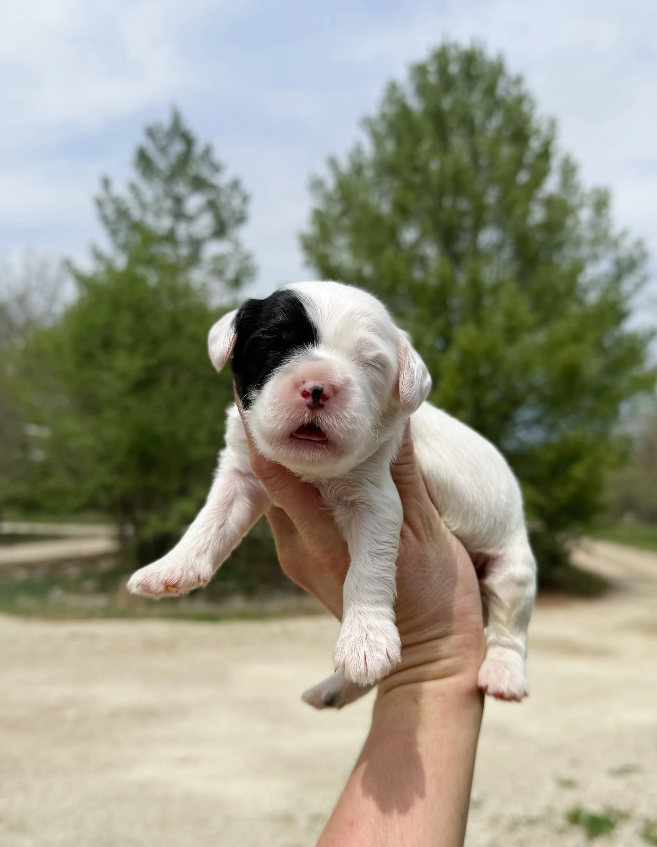 what is an australian labradoodle