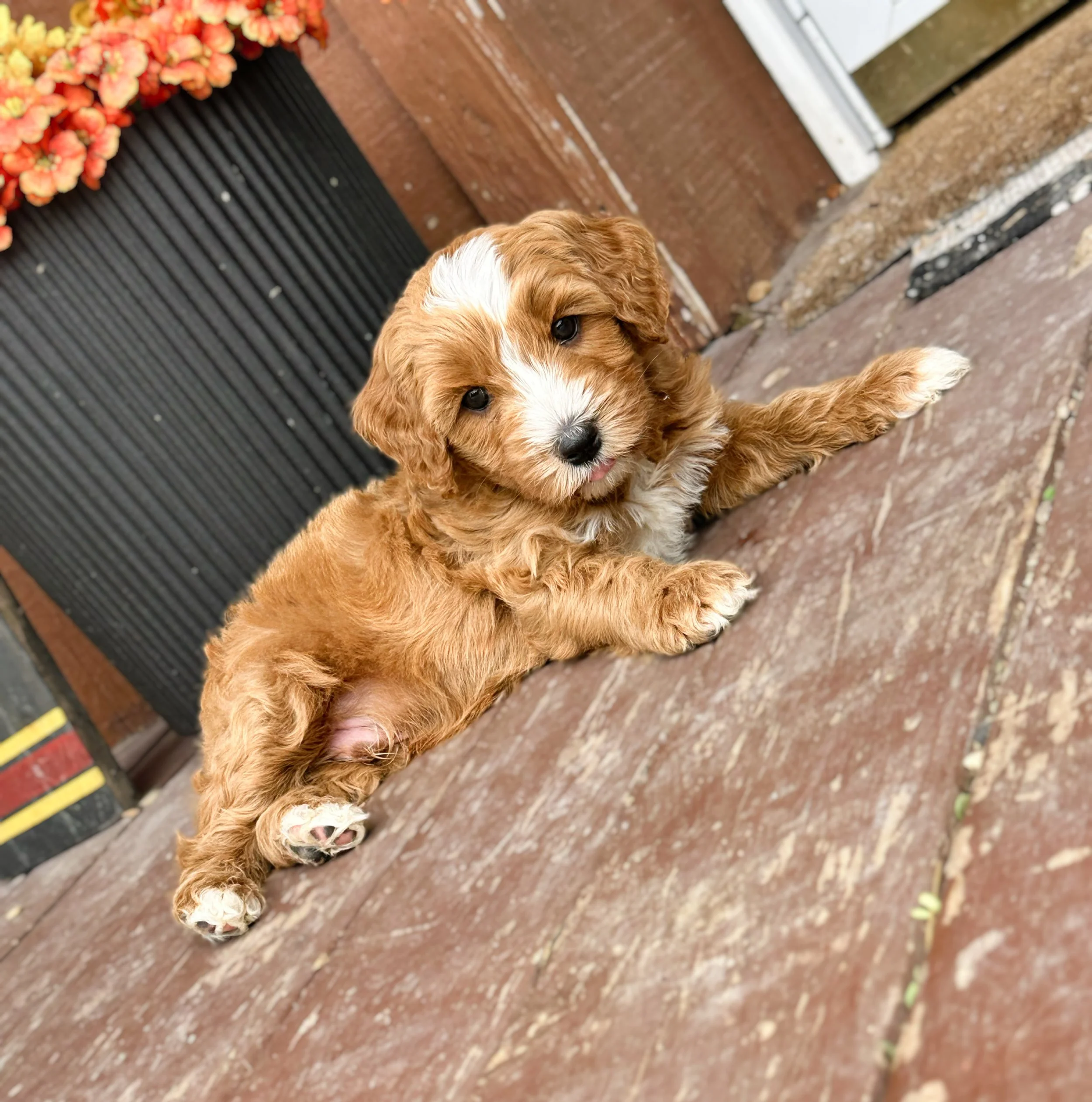 standard australian bernedoodle puppies