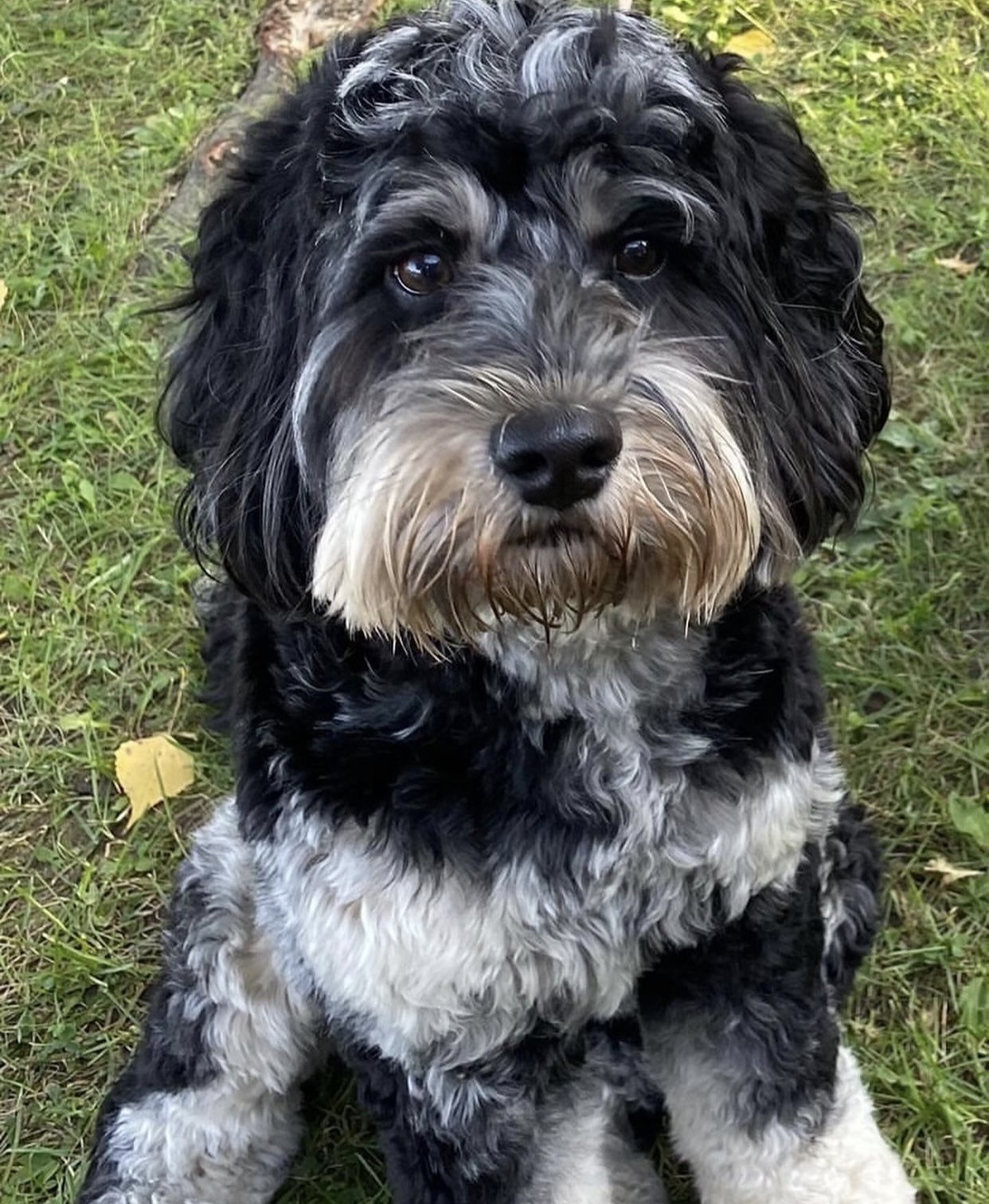 blue phantom australian labradoodle full grown
