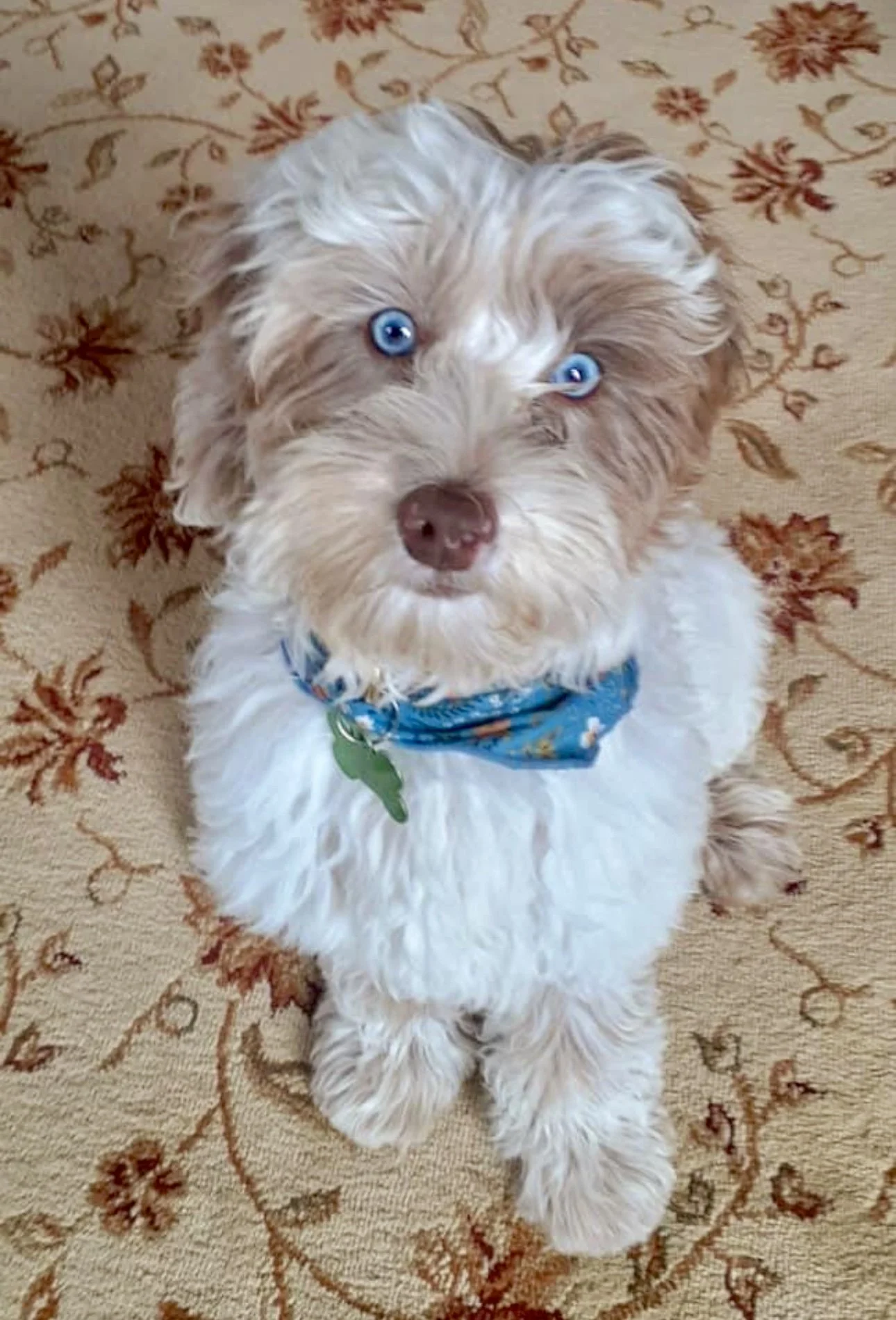 merle doodles with blue eyes