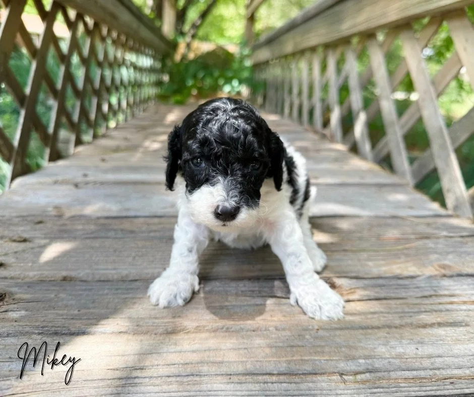 hypoallergenic doodles for adoption