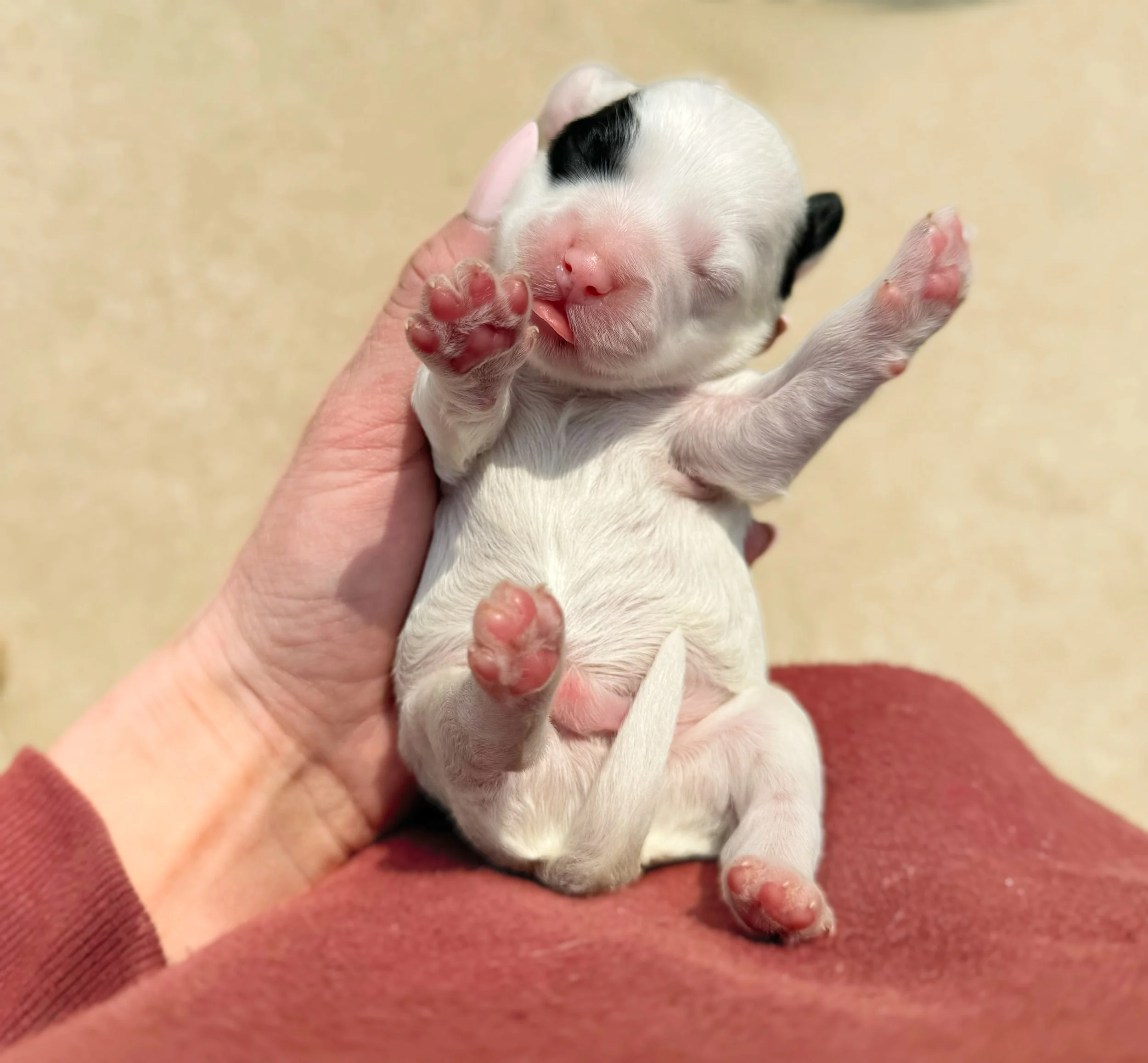 what is a labradoodle