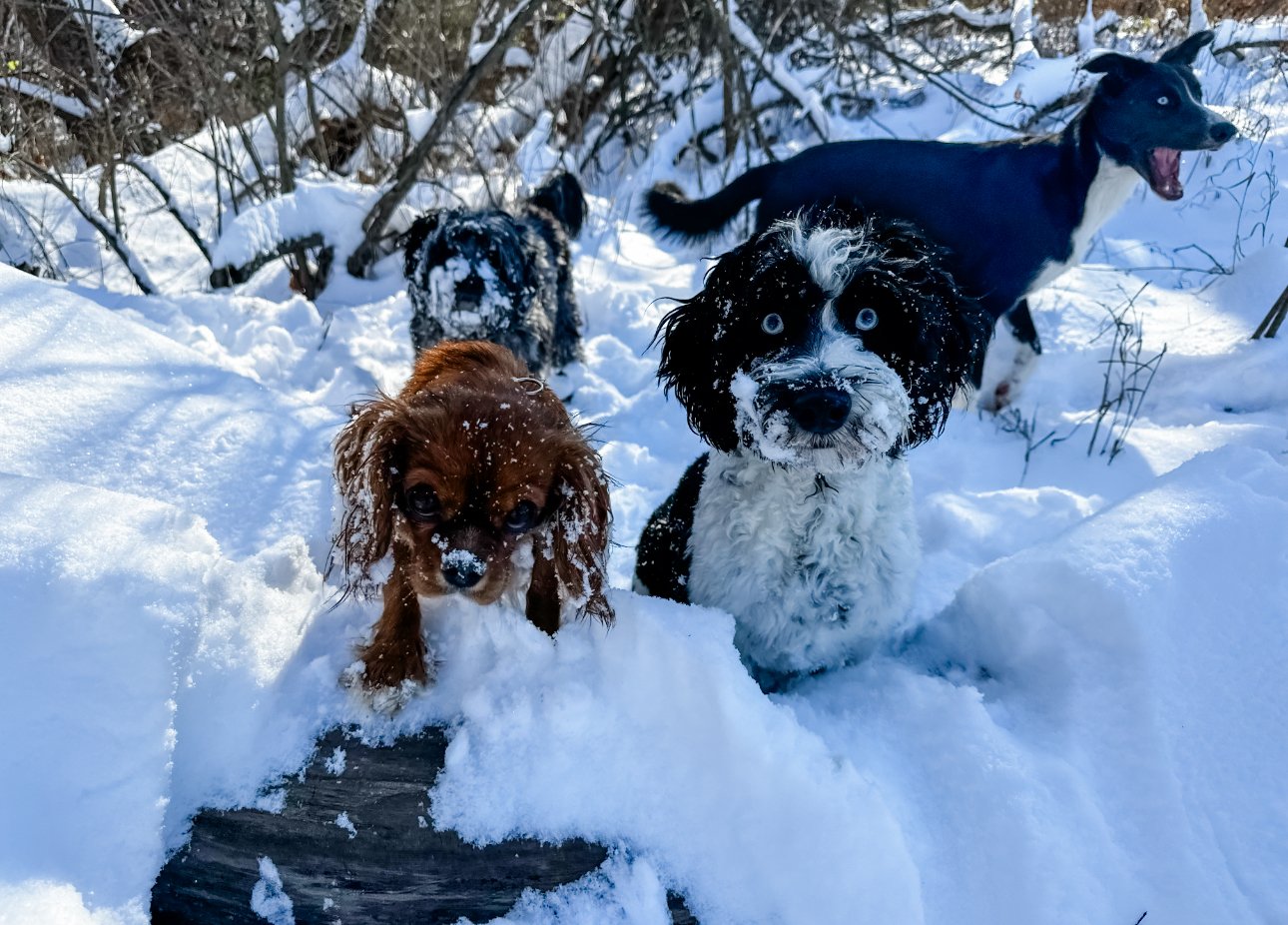 do doodles like the snow