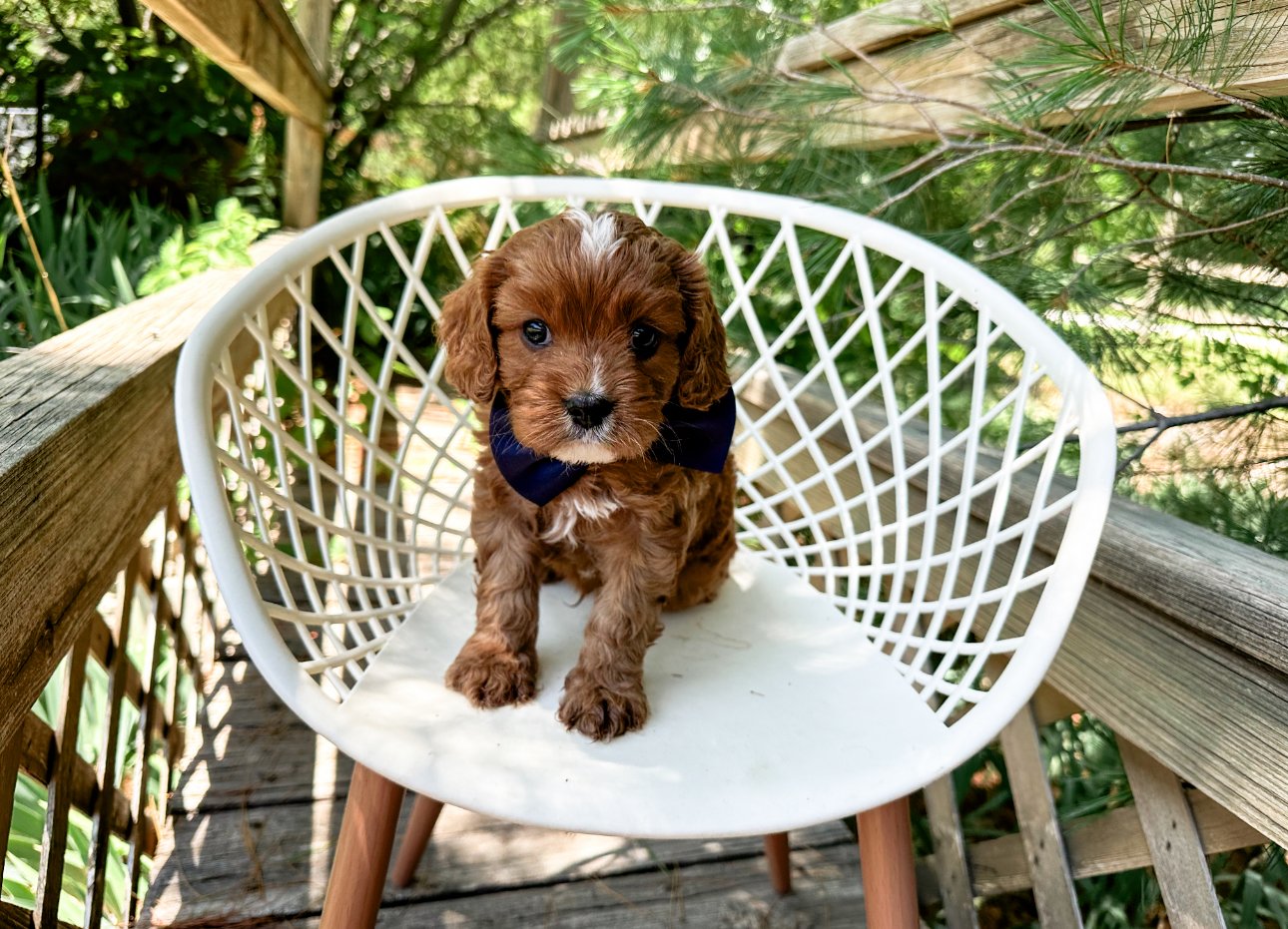 red cavapoo puppy