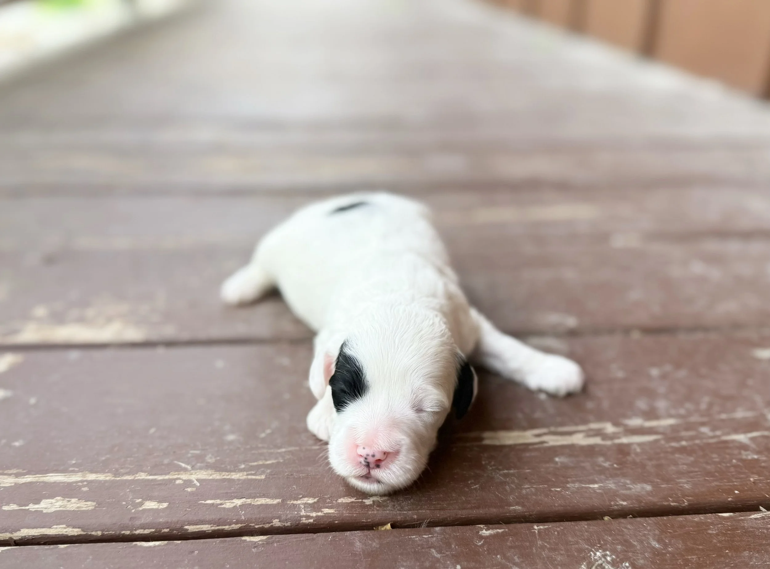 black and white australian labradoodle