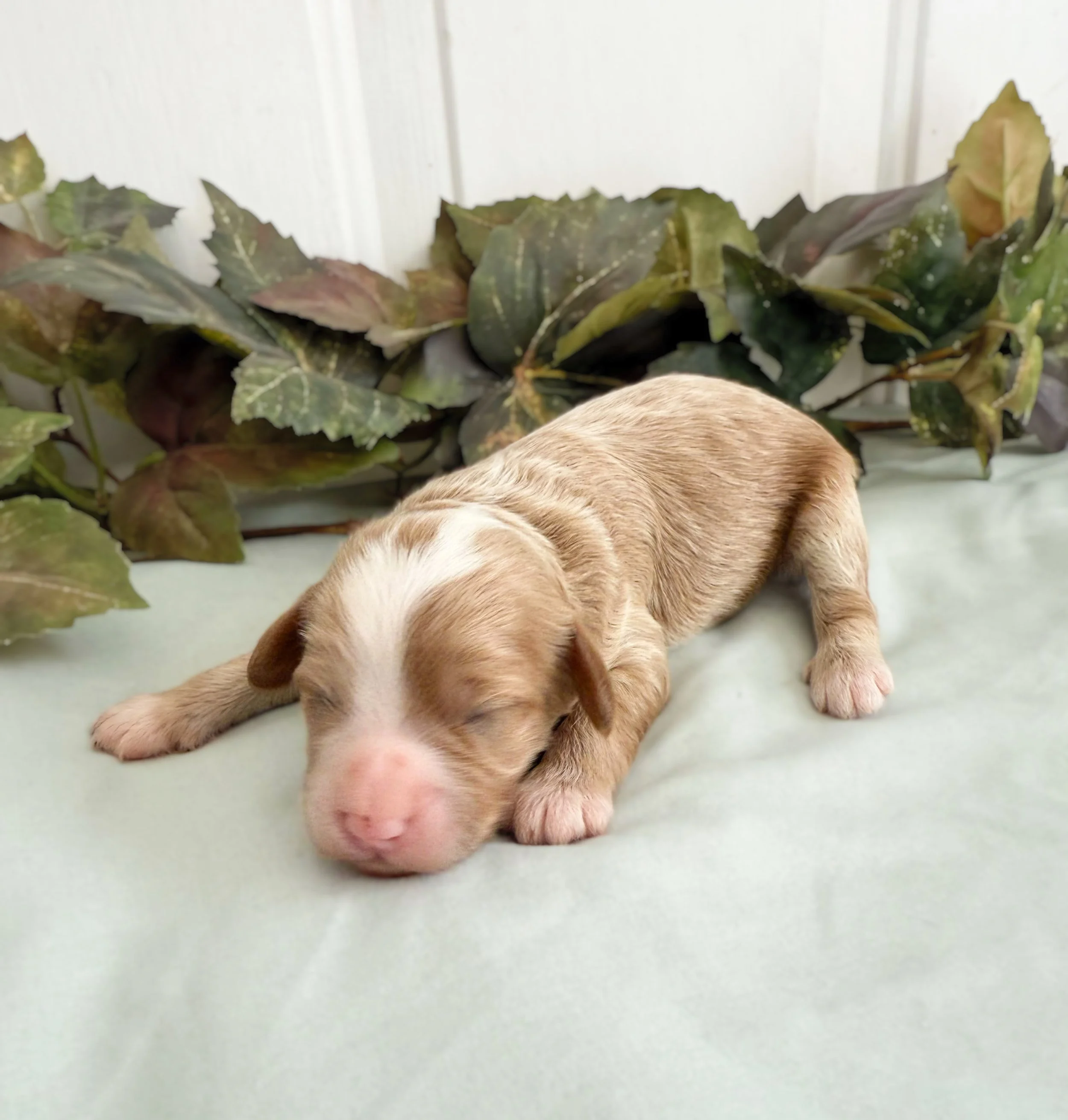 cavapoo breeders in kansas