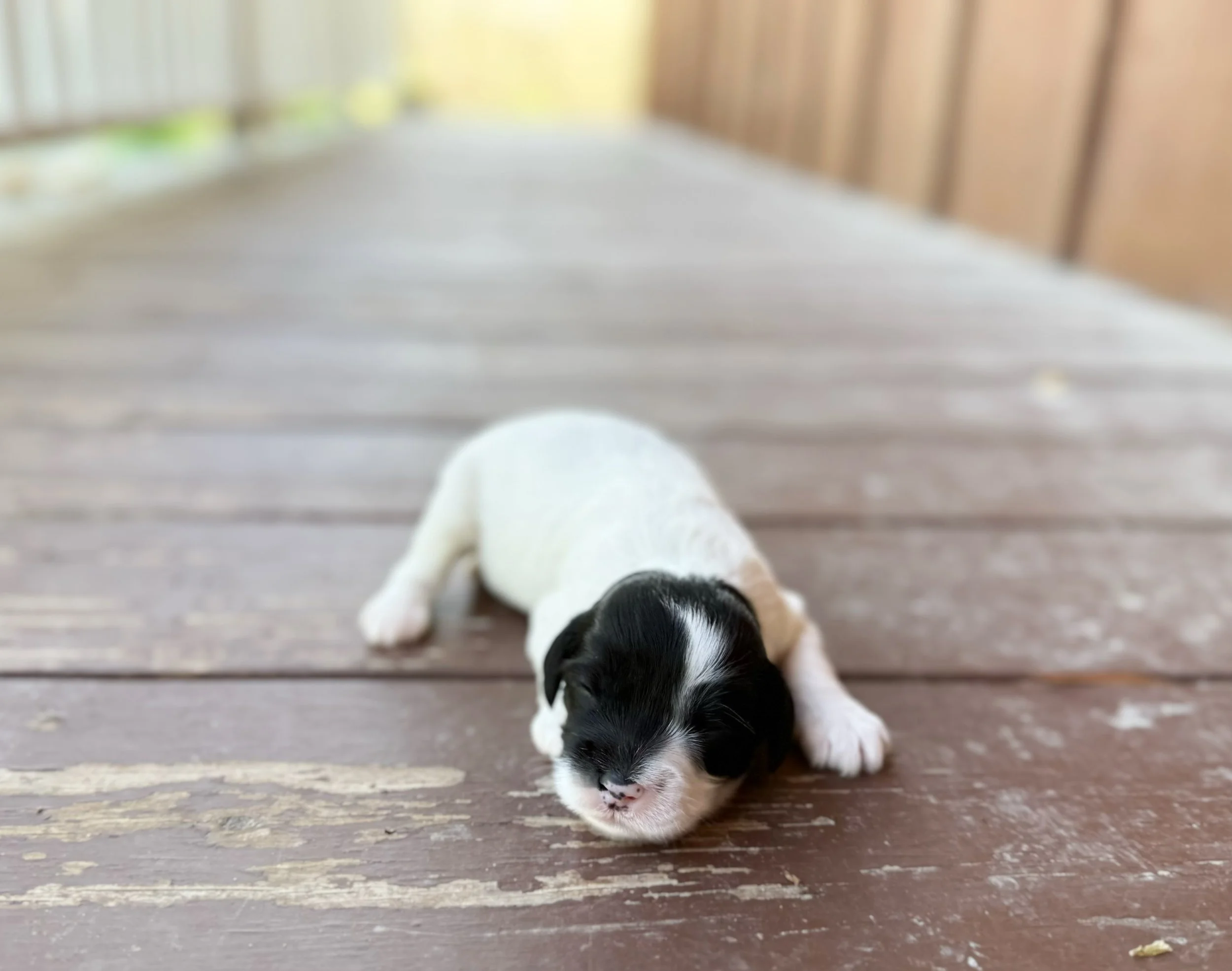 what is an australian labradoodle cavapoo mix called