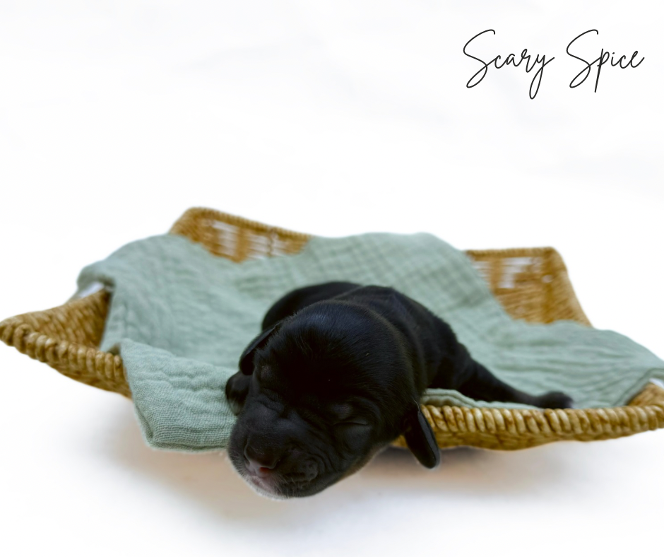 phantom labradoodle puppies for sale