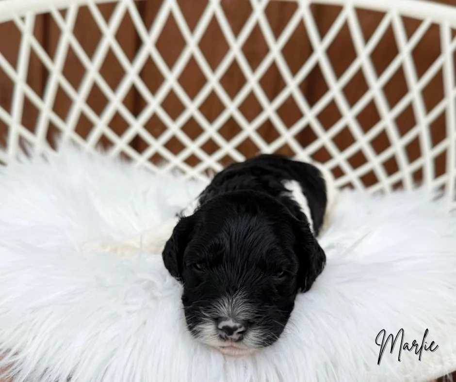 MIDWEST LABRADOODLE BREEDERS
