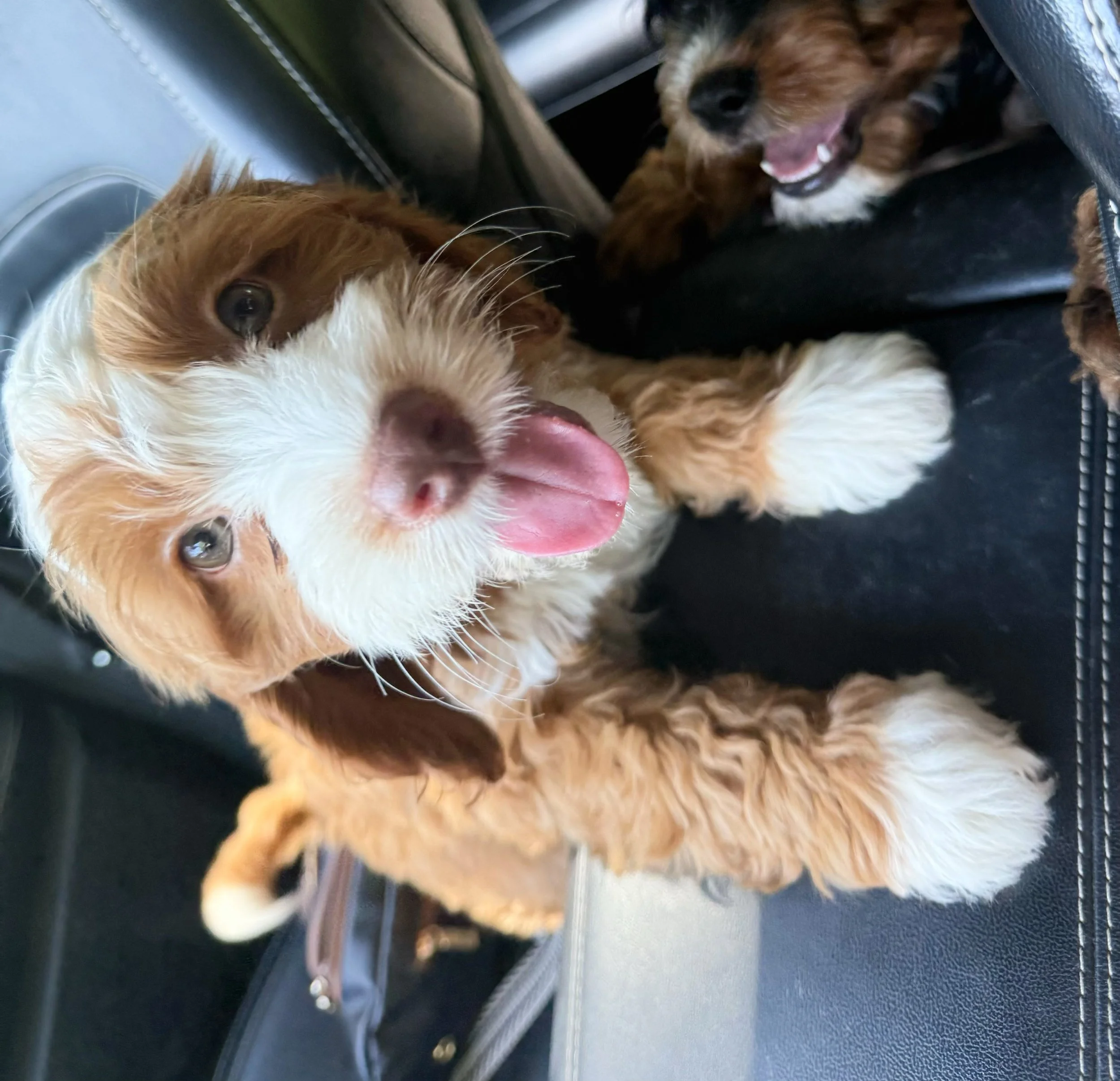 caramel cavapoo puppy