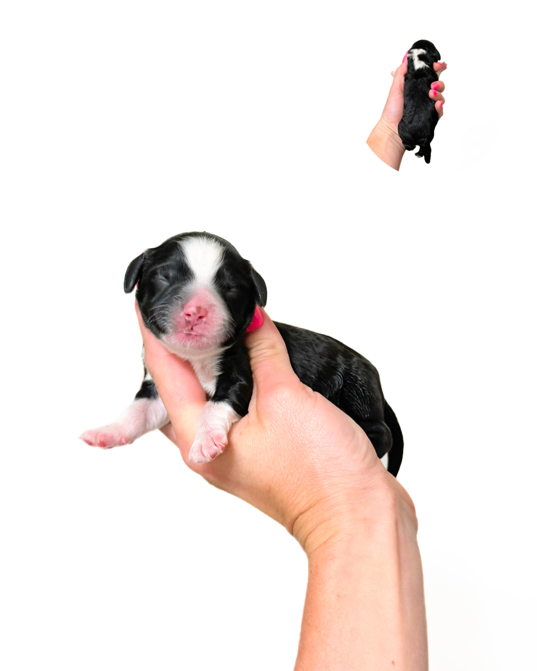 black and white tuxedo labradoodle puppy
