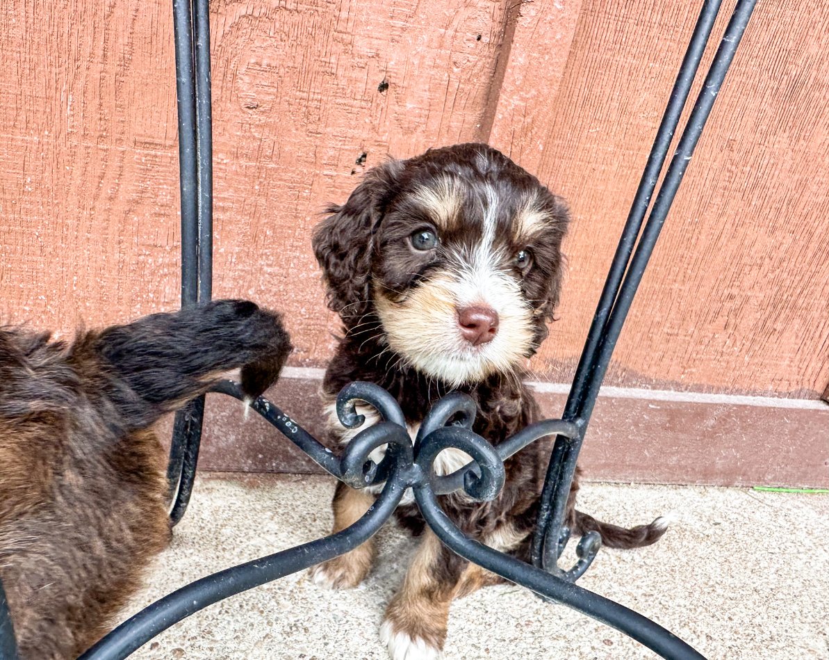 chocolate tri color australian bernedoodle