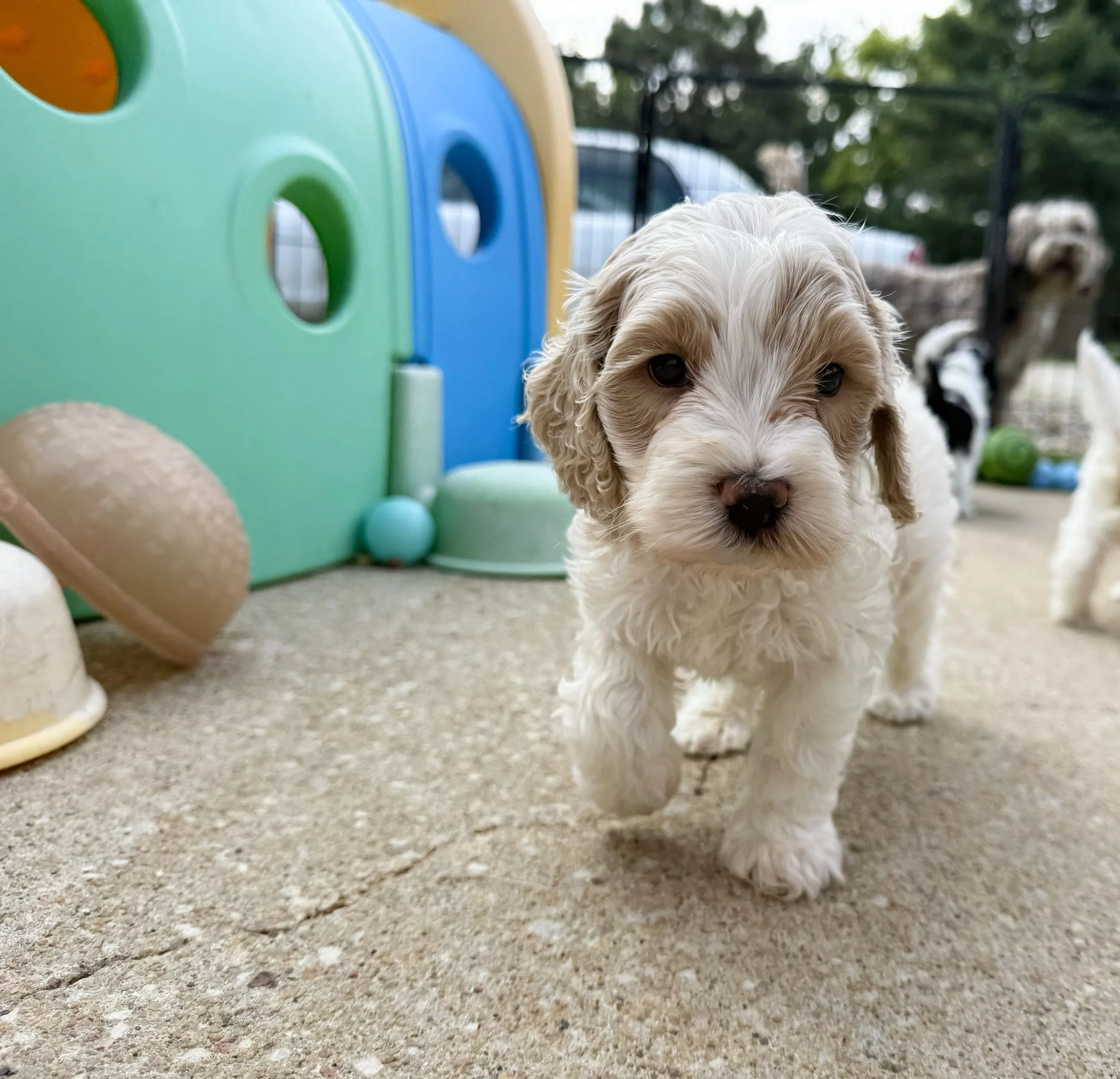 what is an australian labradoodle