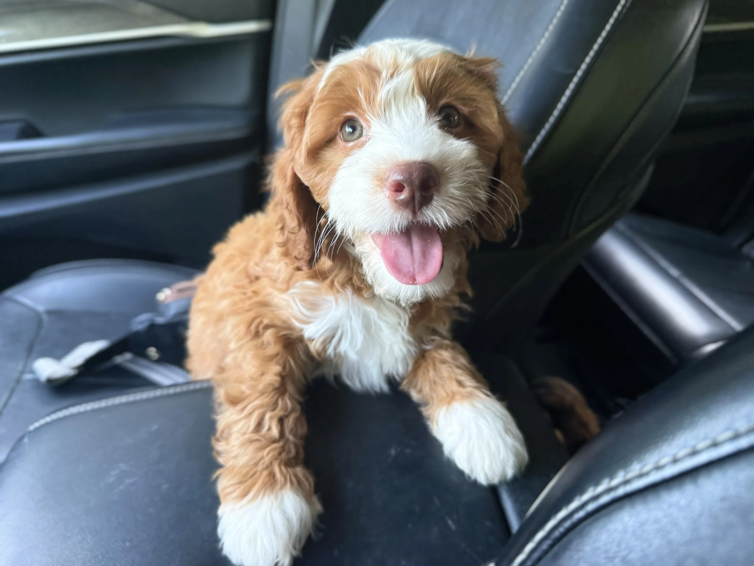 cavapoo breeders