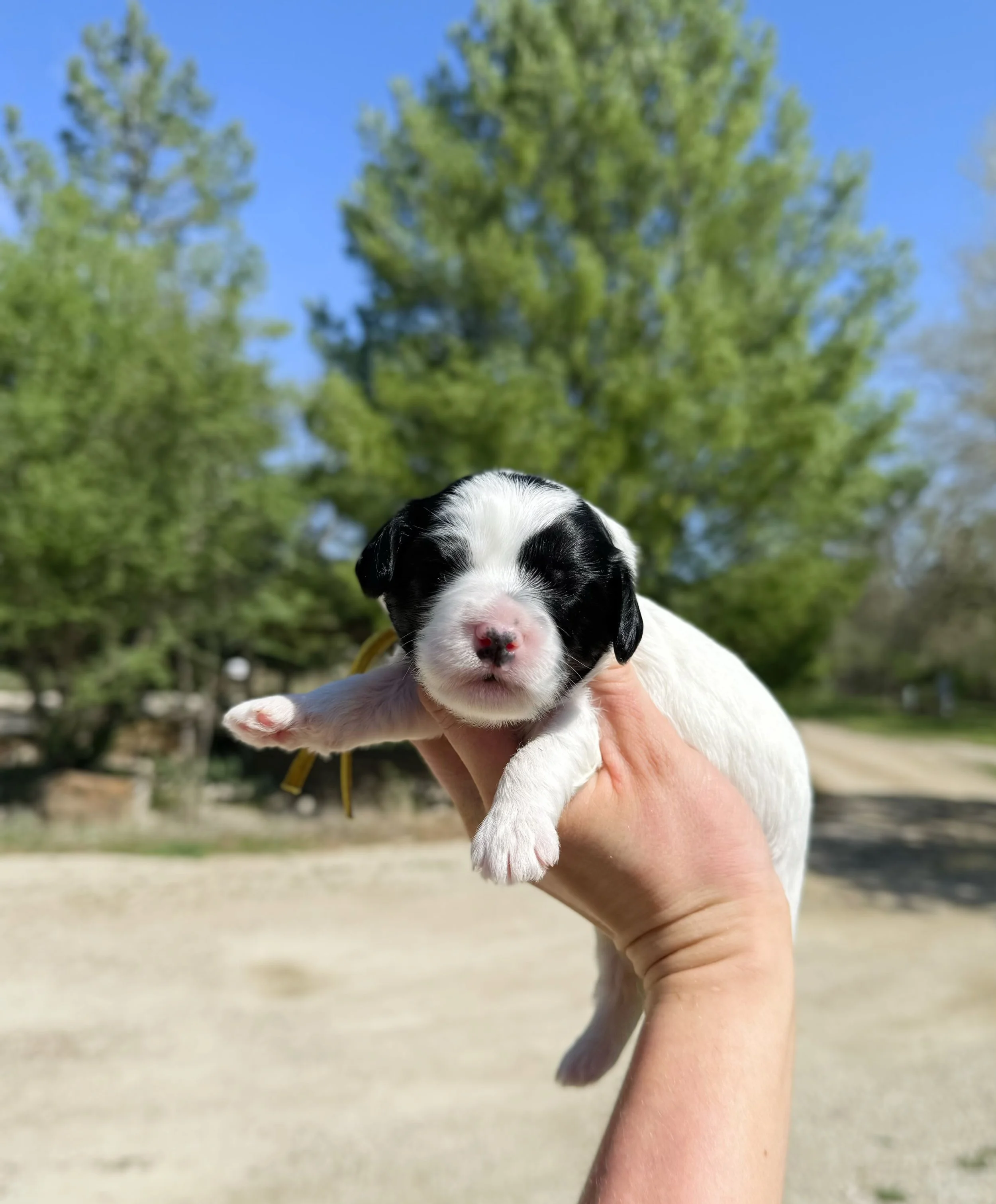 australian cavapoo puppy