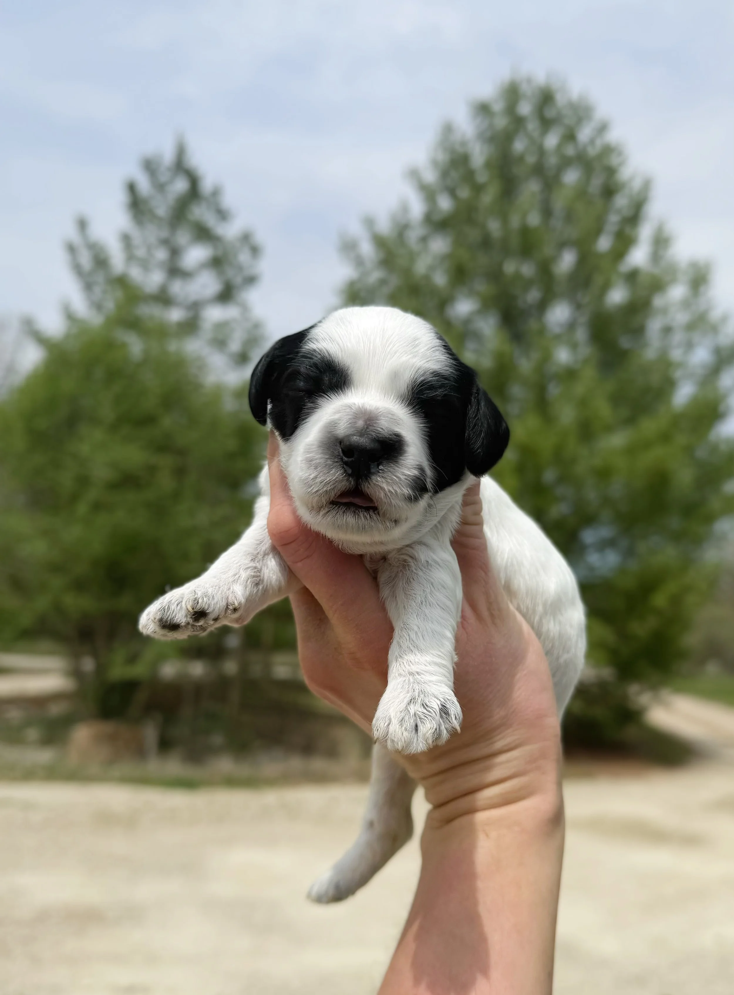 top miniature australian labradoodle breeders