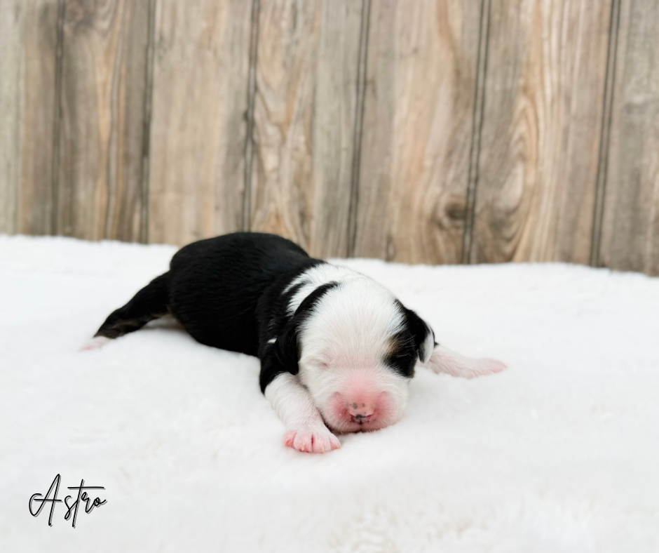 tri color bernedoodle puppies