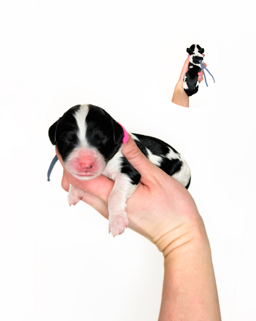 standard bernedoodle puppies for sale