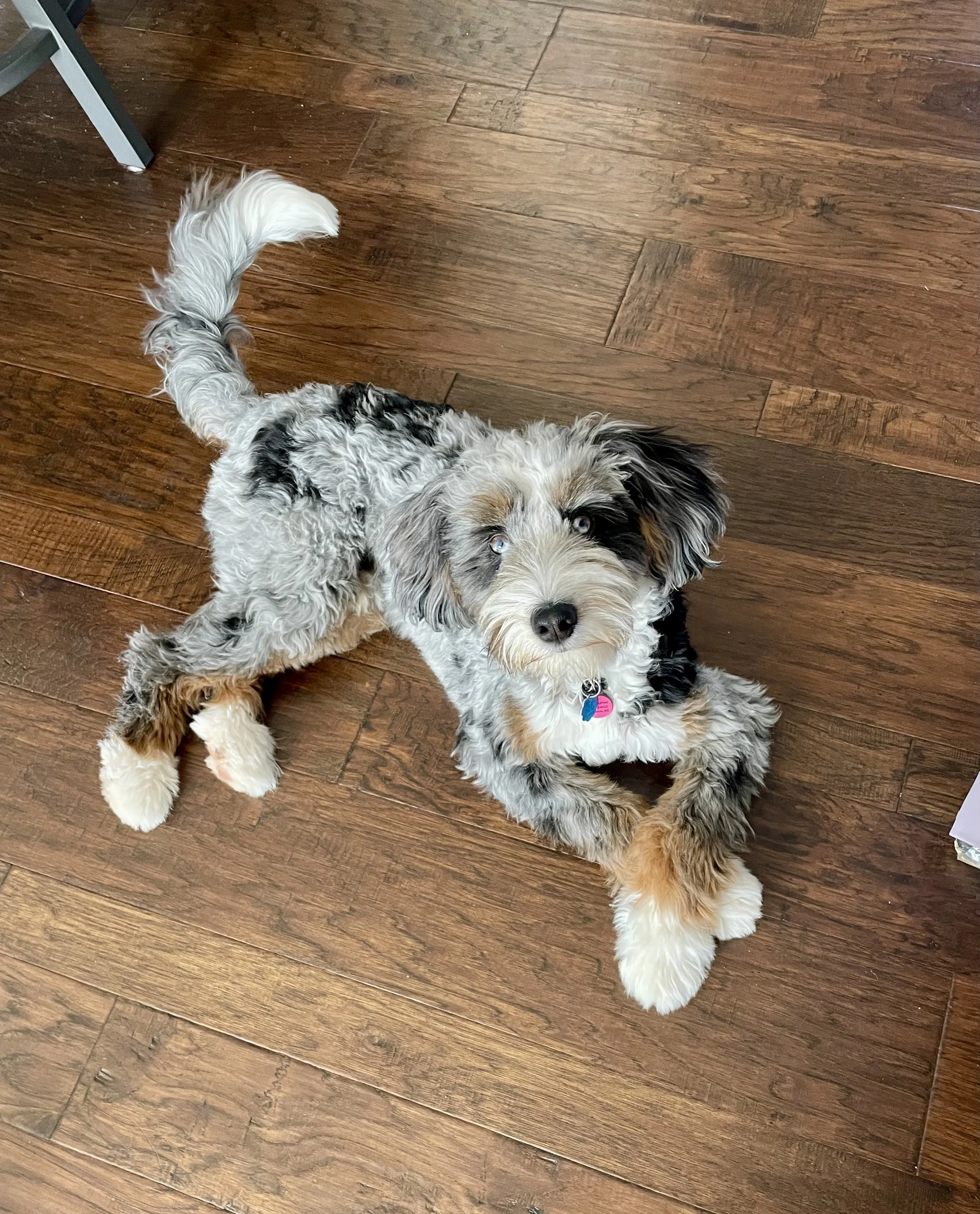 merle tri bernedoodle stud