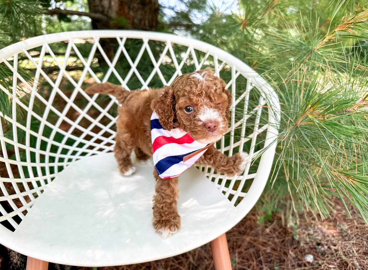 are all labradoodles hypoallergenic