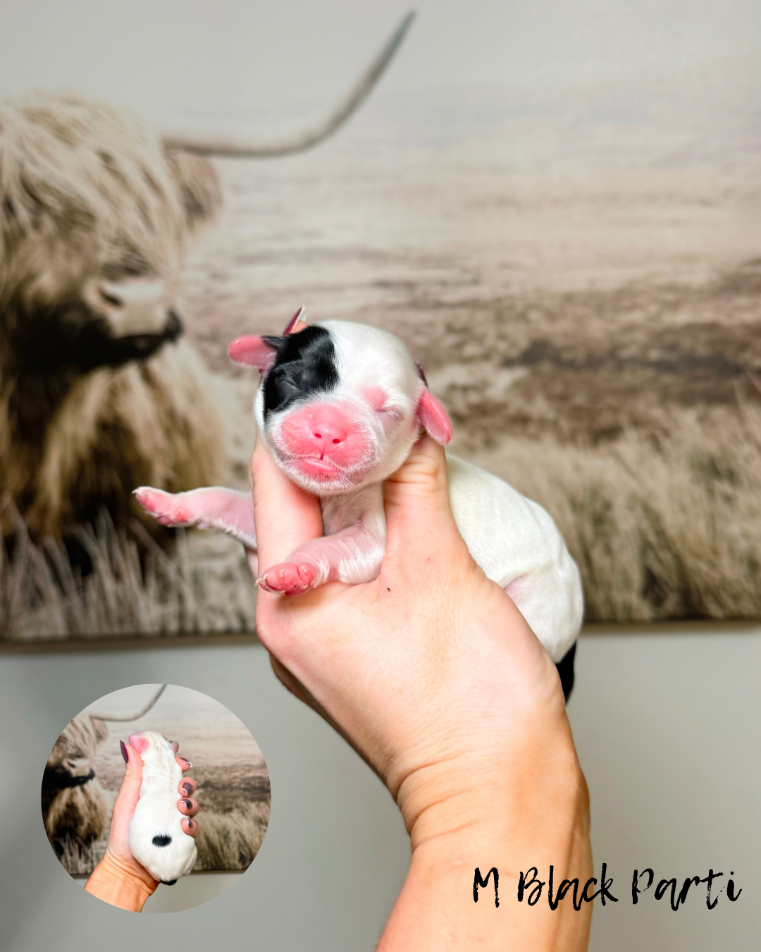 top labradoodle breeders in kansas