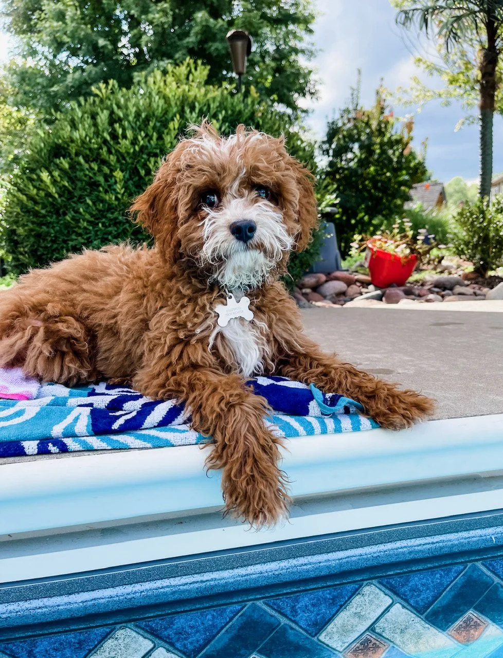 How Much Does a Cavapoo Cost & How to Choose a Breeder — DOODLES OF OZ