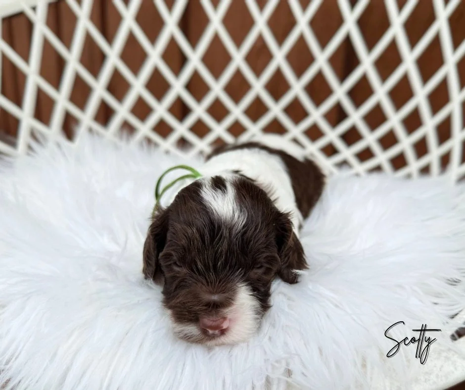 LABRADOODLE BREEDERS IN KANSAS