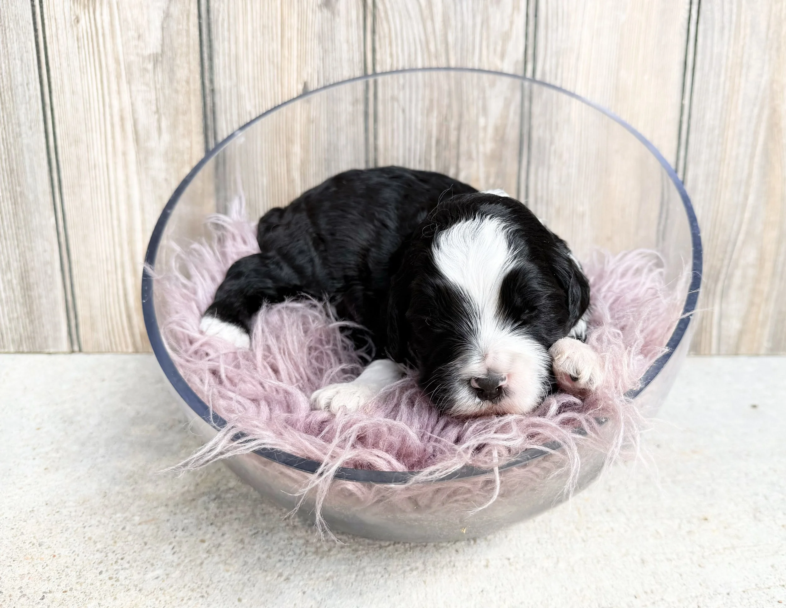 tuxedo labradoodle puppy