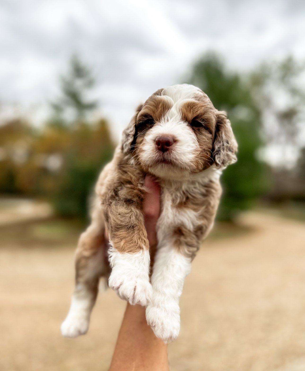 chocolate merle tri australian mountain doodle