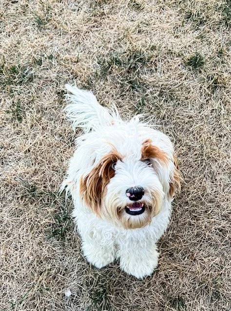 FLEECE COAT AUSTRALIAN LABRADOODLE FULL GROWN