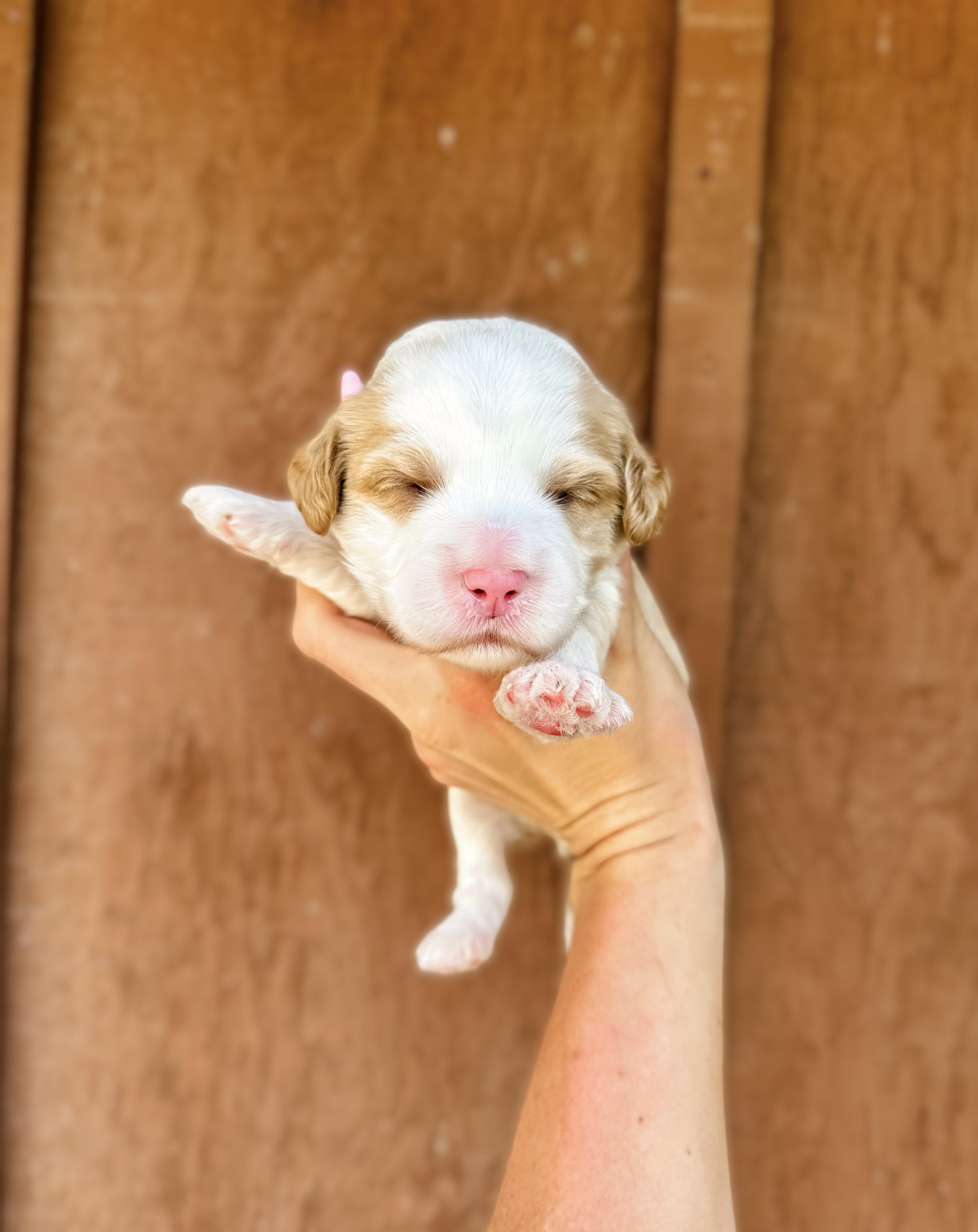 caramel tuxedo australian labradoodle