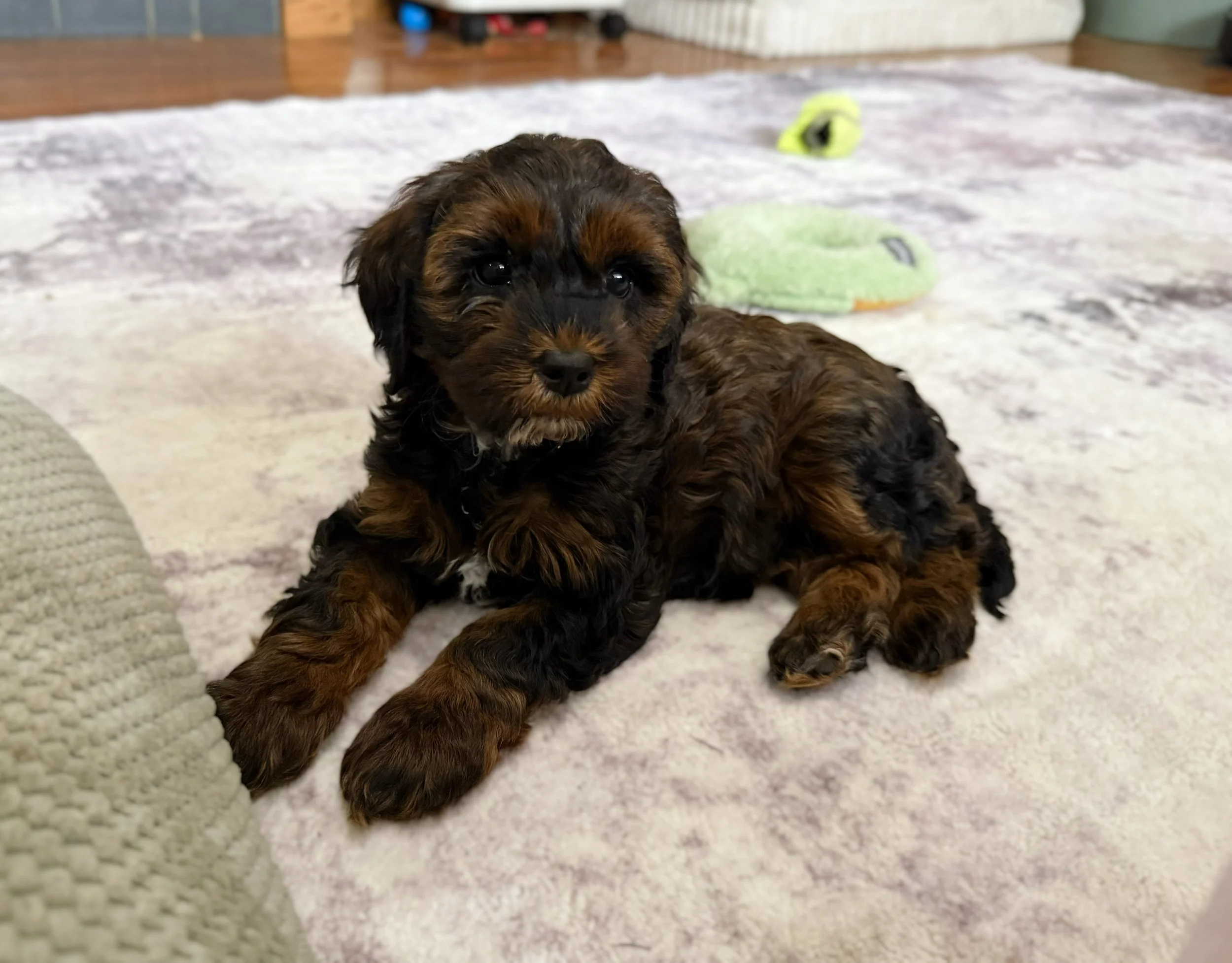 sable cockapoo