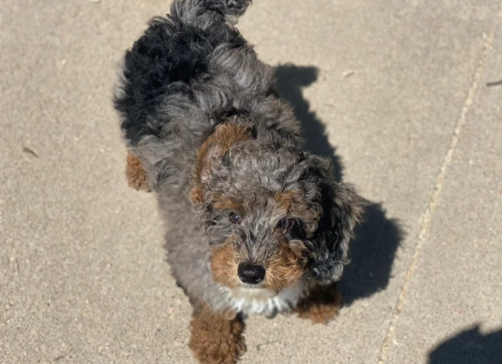 WHAT IS THE DIFFERENCE BETWEEN A CAVAPOO & A COCKAPOO? — DOODLES OF OZ