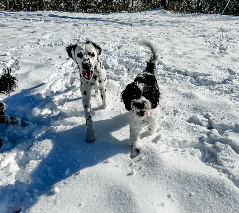 keep your dogs safe when playing in the snow
